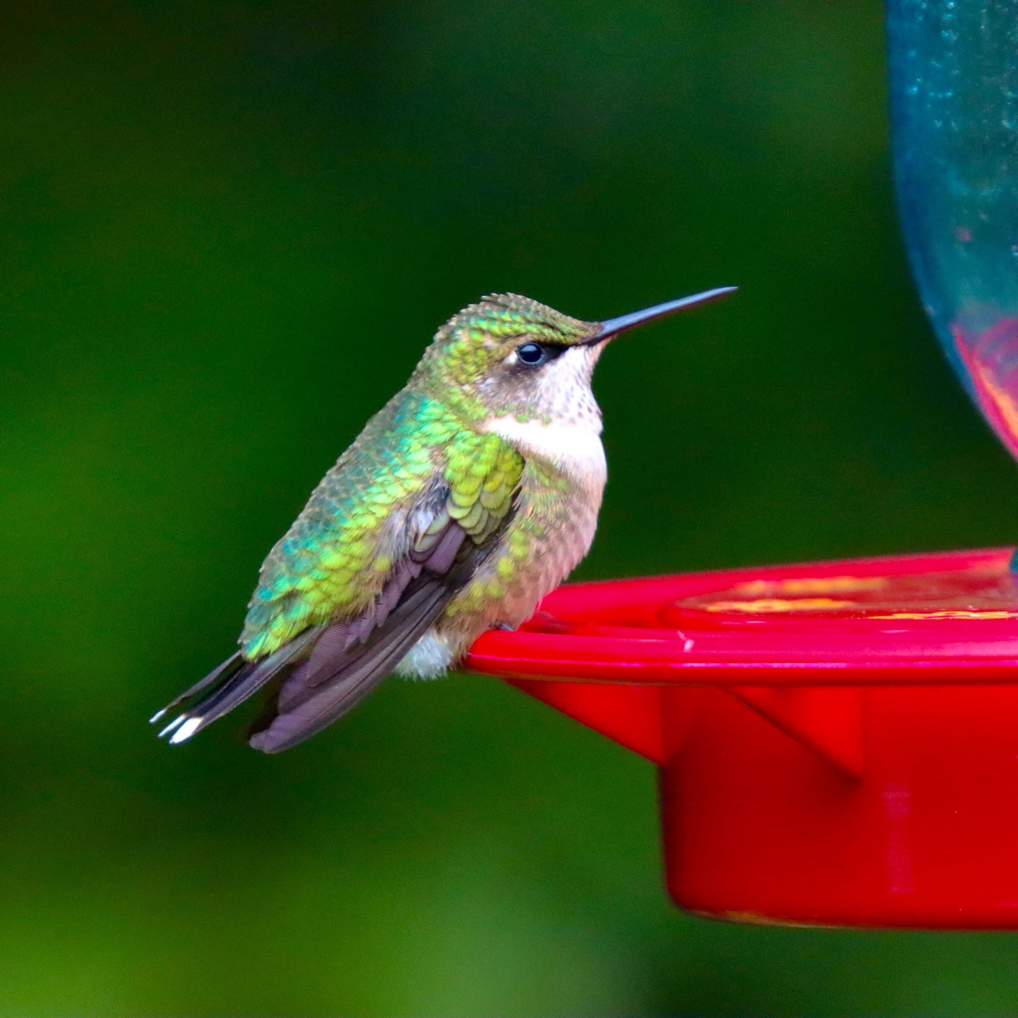 A tiny green and white hummingbird sits on a hummingbird feeder with trees in the background.