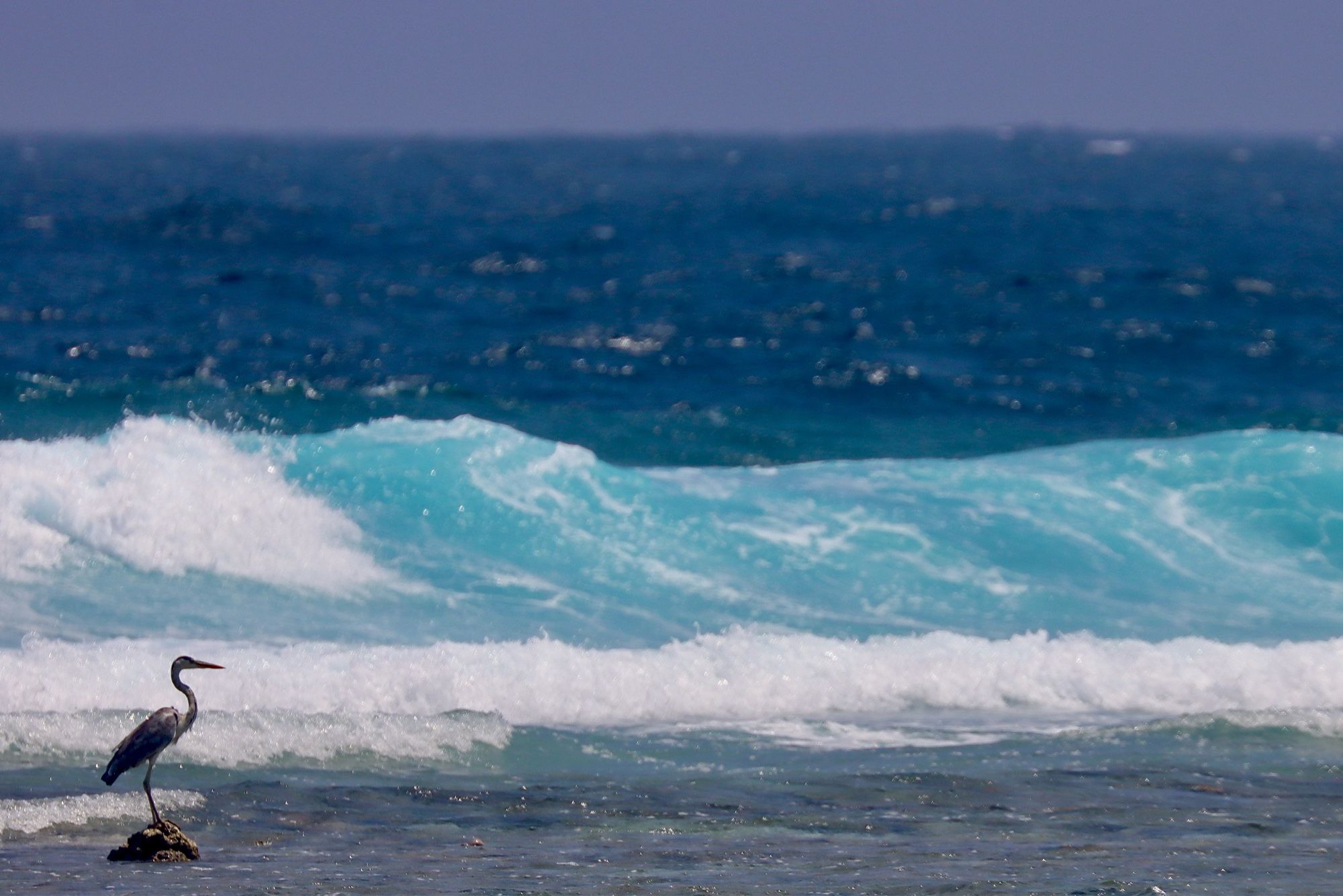 A Gray Heron perches elegantly on a piece of coral sticking out of the ocean, a turquoise waves crashes behind the bird, with the deep blue sea behind the crashing wave.