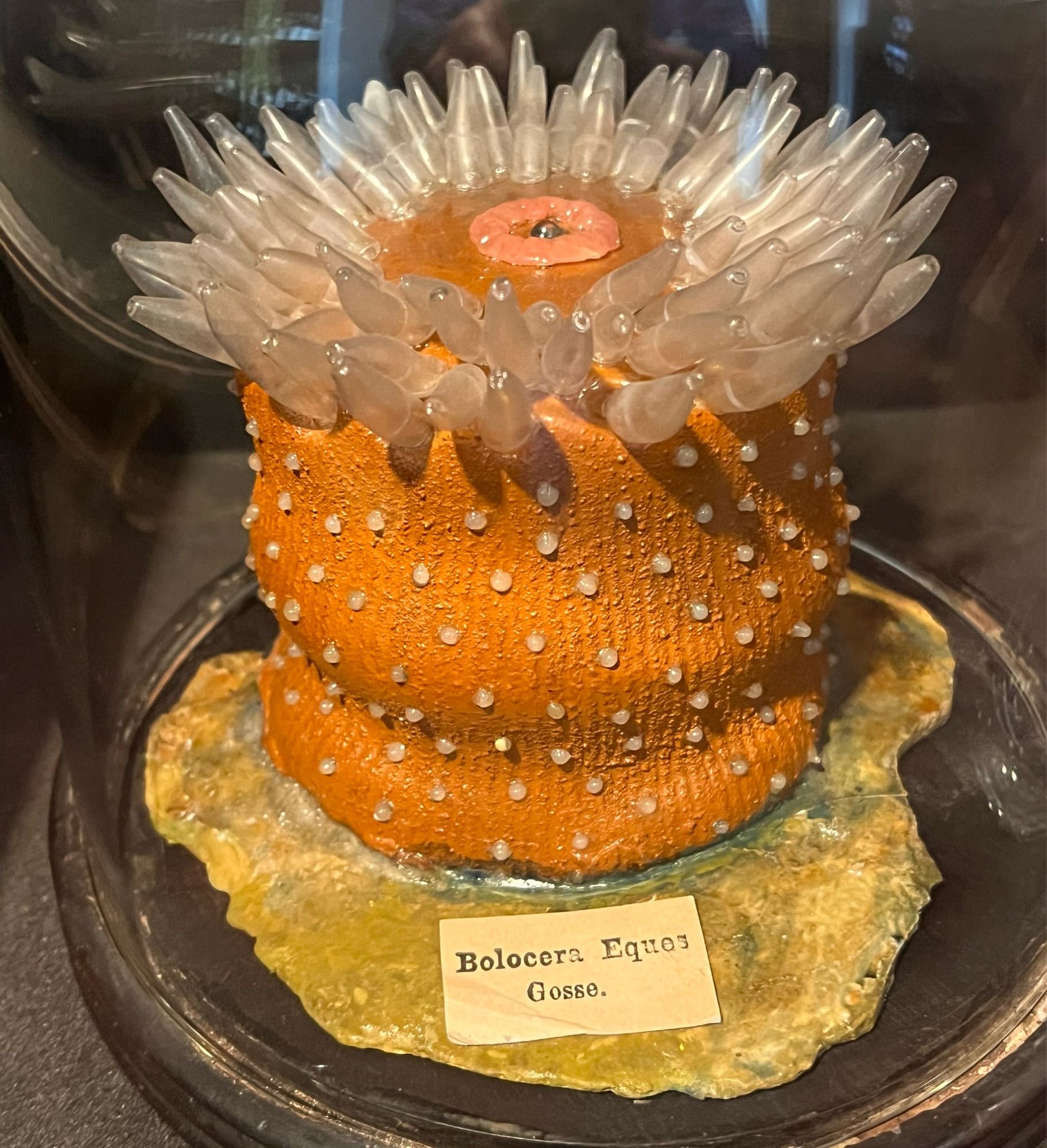 Blaschka glass sea anemone with translucent tentacles atop a textured orange column picked with pearl like papillae.