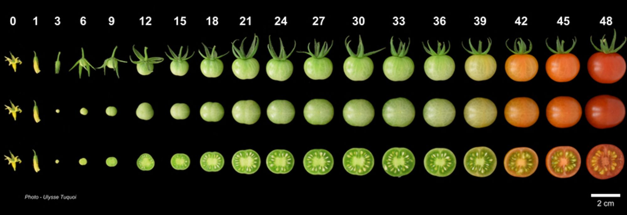 development of cherry tomato fruit. Photo by Ulysse Tuquoi