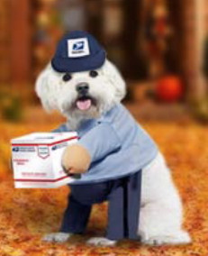 Small dog in a mailperson's costume, holding a box. It's very cute.