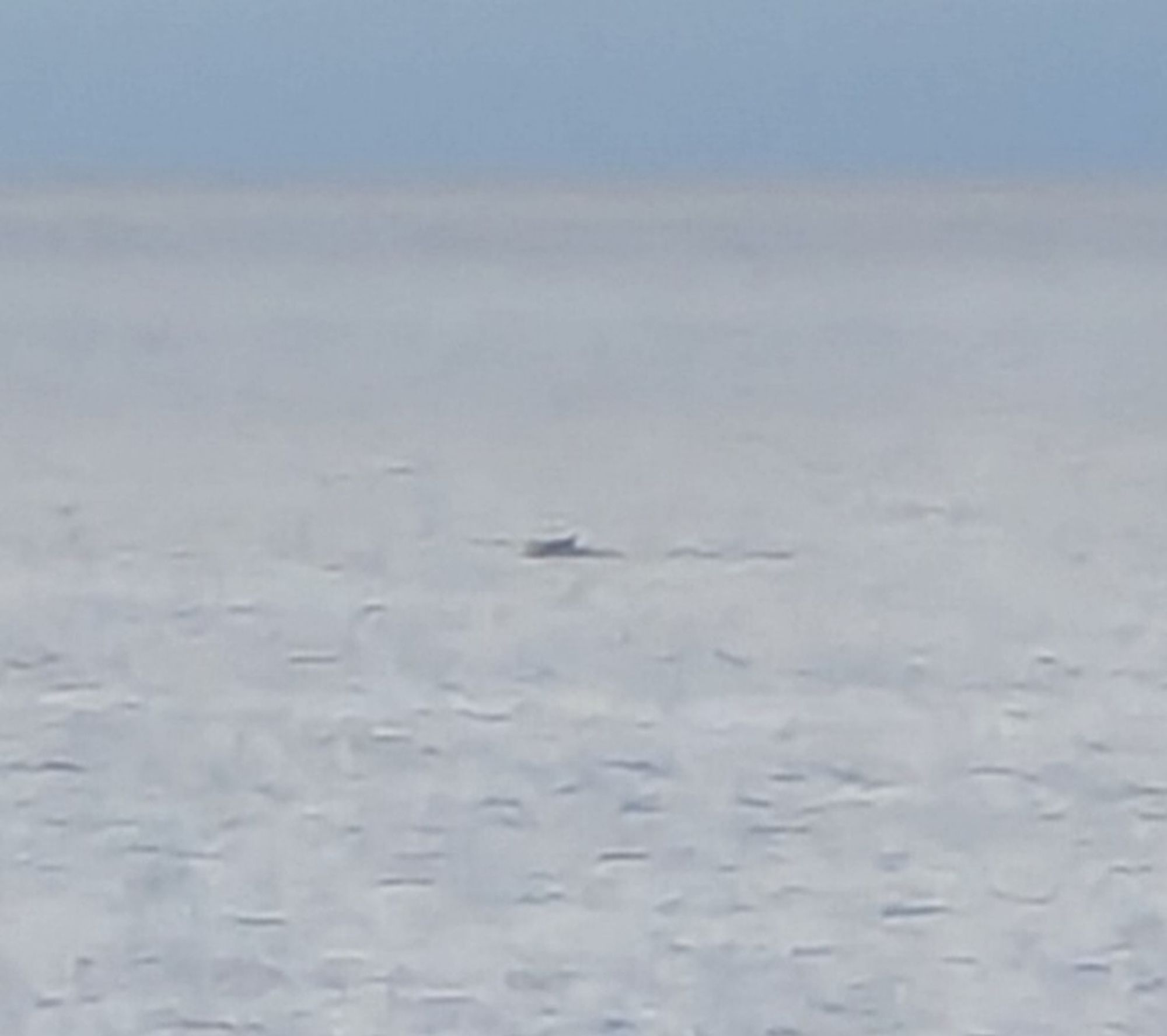 Extreme zoom crop of the same shot, blurry as all get out but you can see small pointy fin. Maybe a humpback. Probably not an orca.