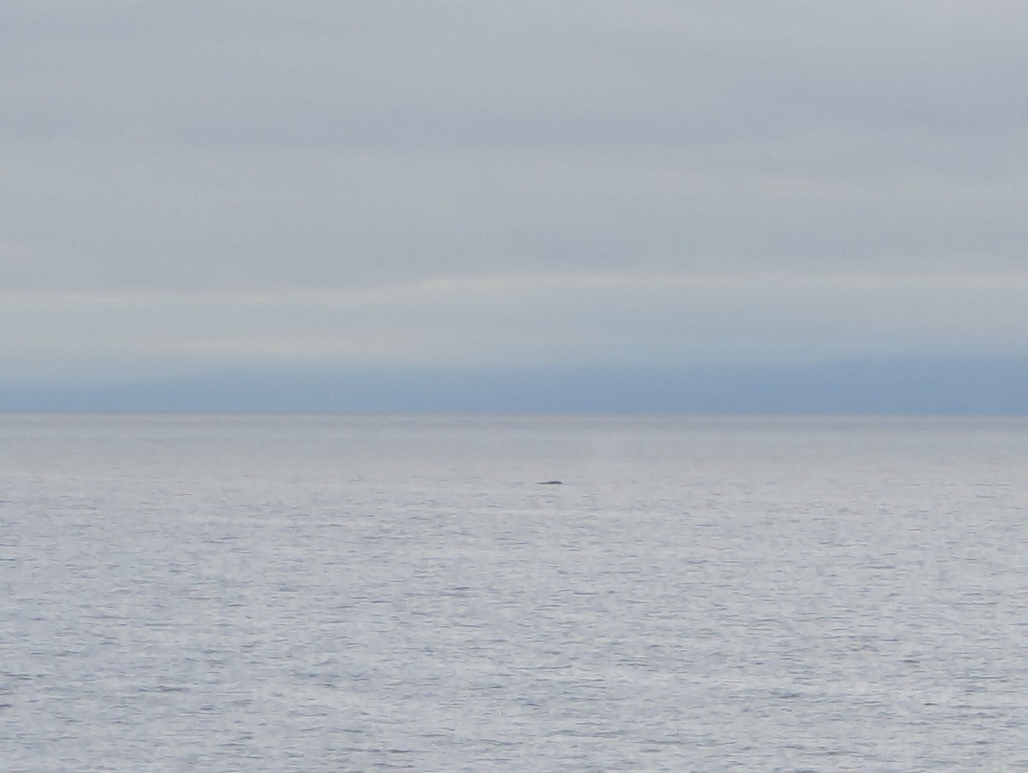 Distant whale