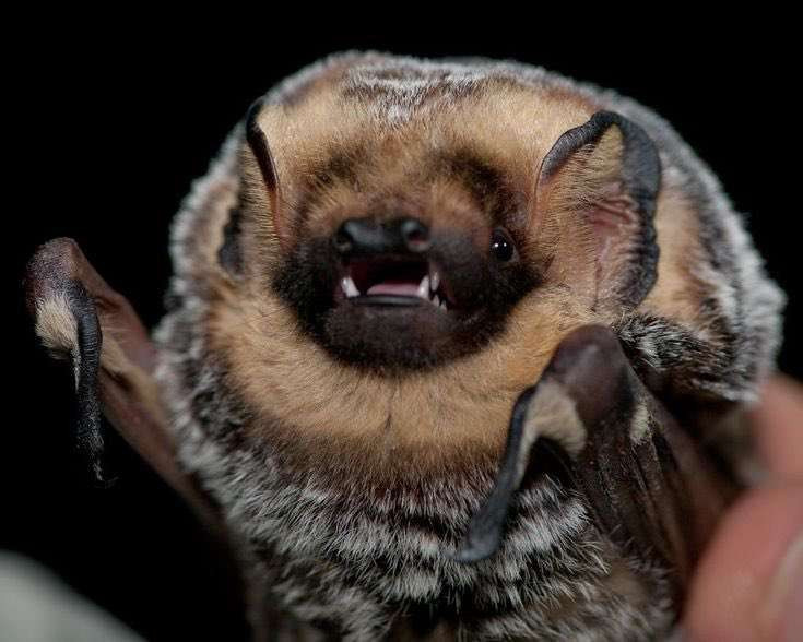 hoary bat :D

picture from Daniel Neal