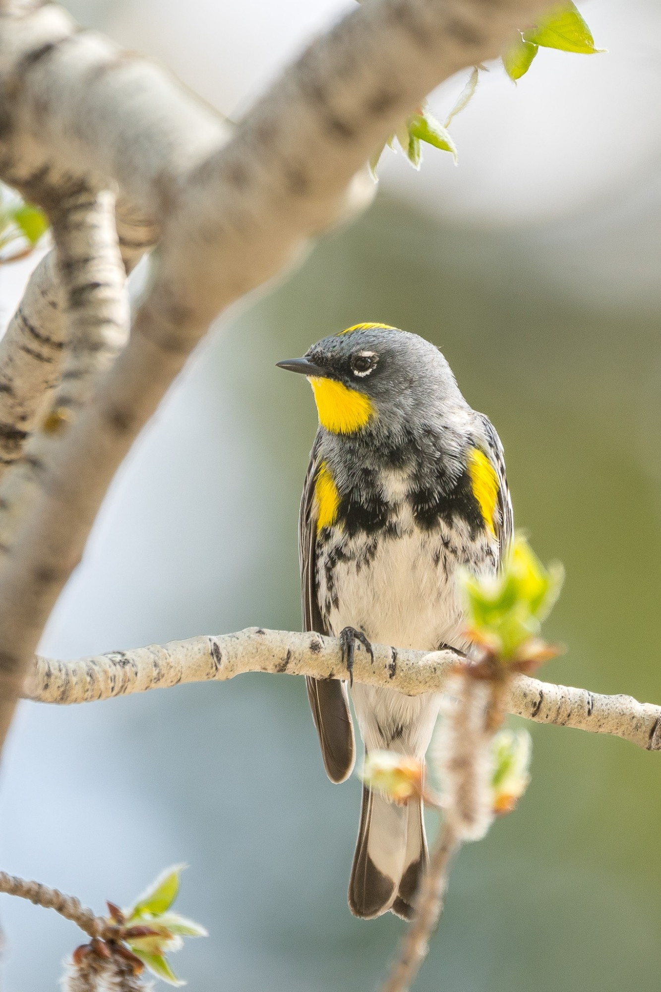 A small gray bird with a white belly and black and yellow markings