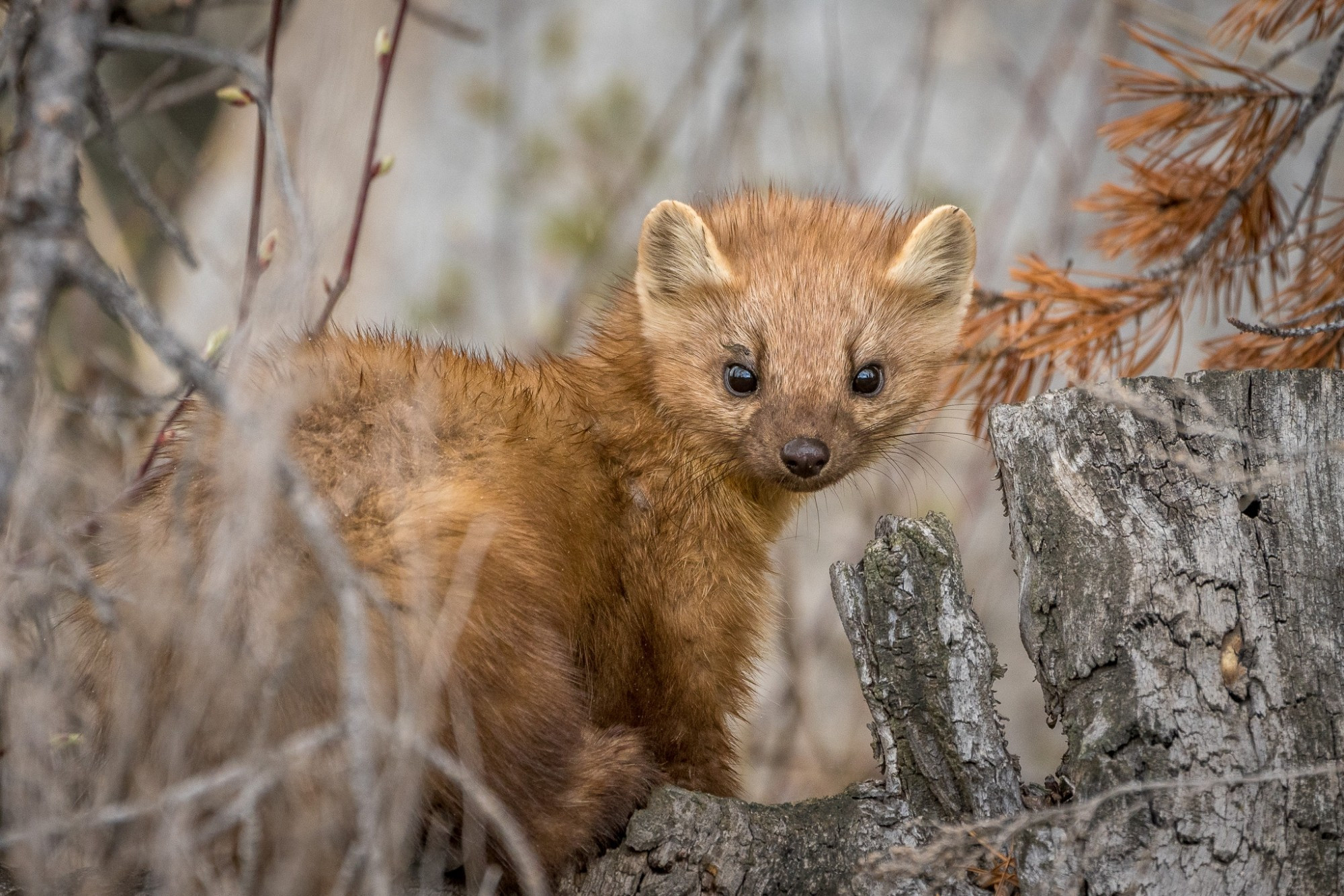 A reddish pine marten stares at the camera from atop a stump