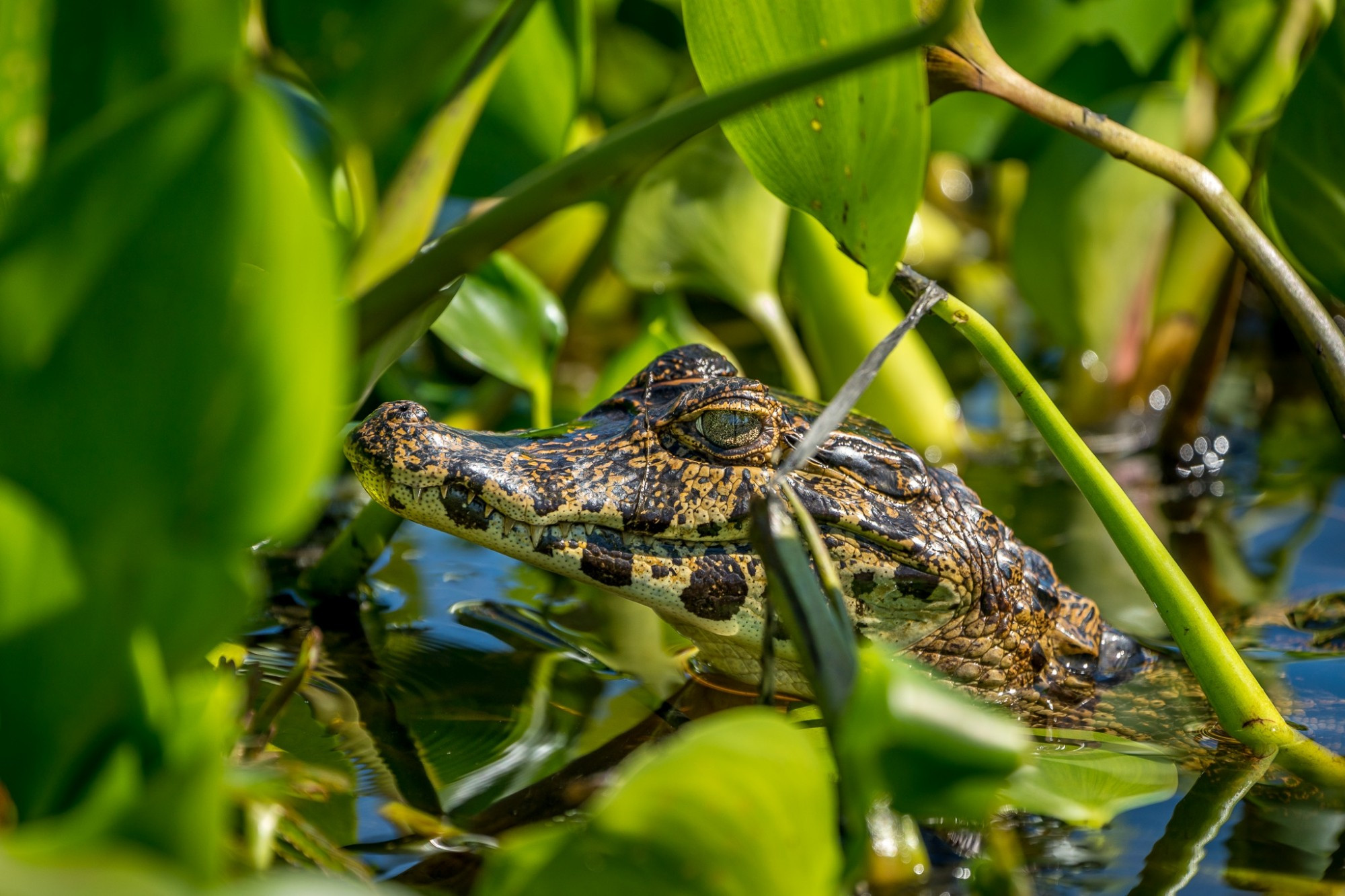 A caiman with its head out of the water amongst water hyacinths