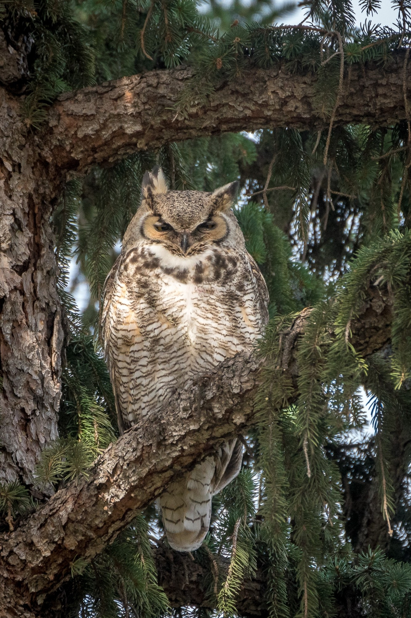 A large brownish owl sitting in a pine tree