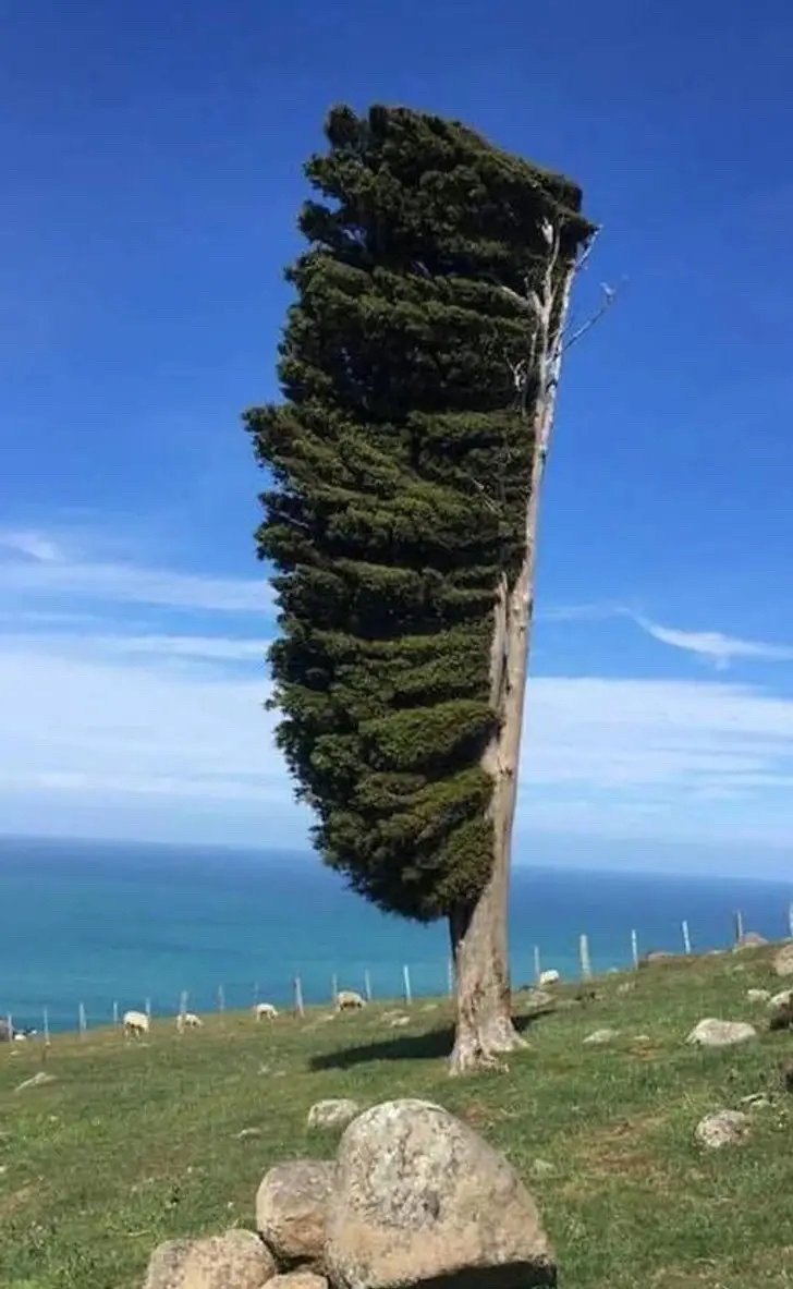 Photo d’un arbre qui ressemble à une balayette géante