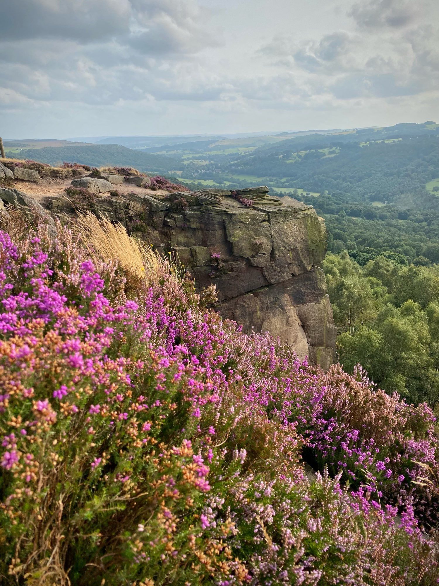 Heather in the Peak District