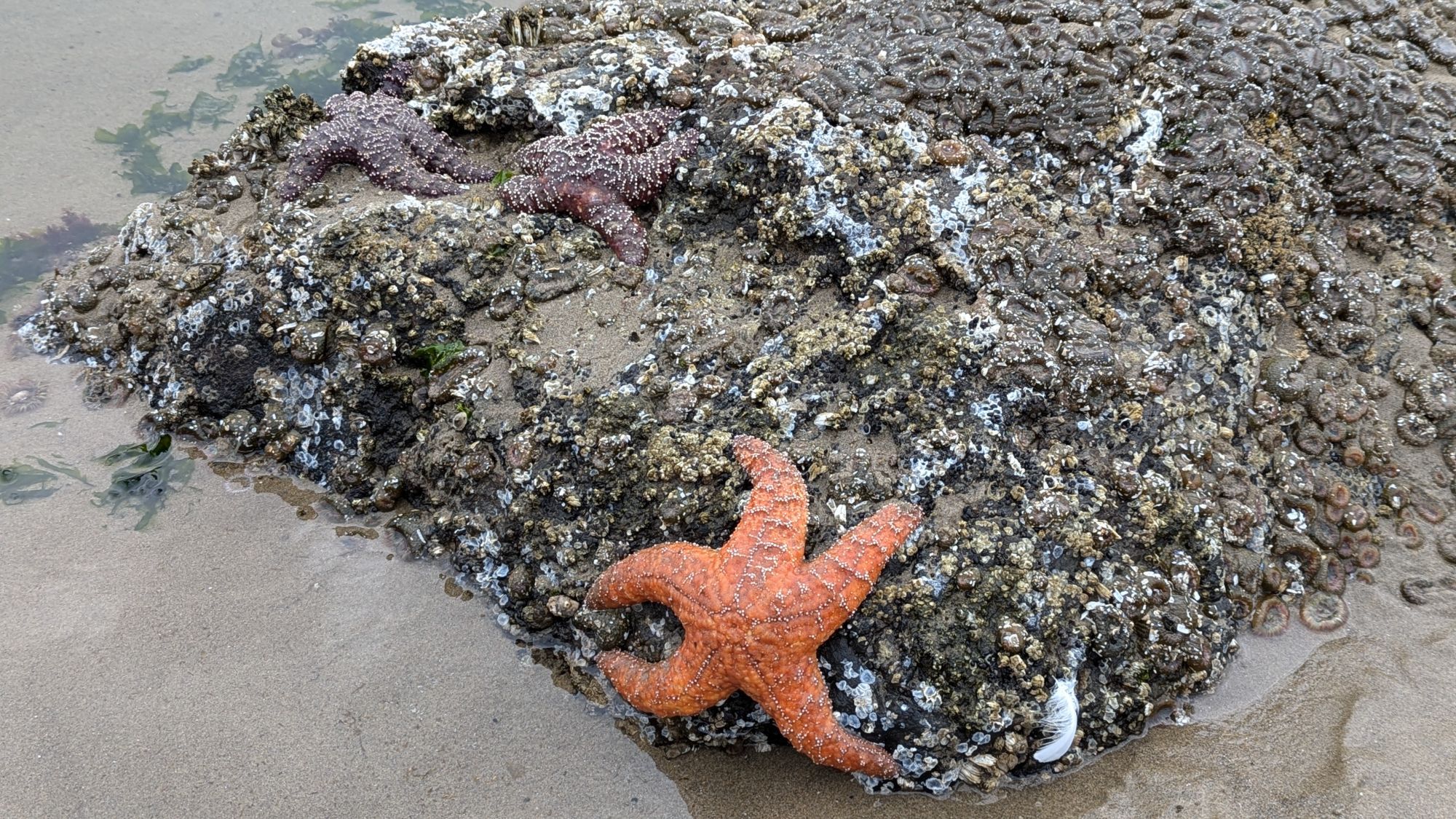 Starfish at low tide at Haystack Rock