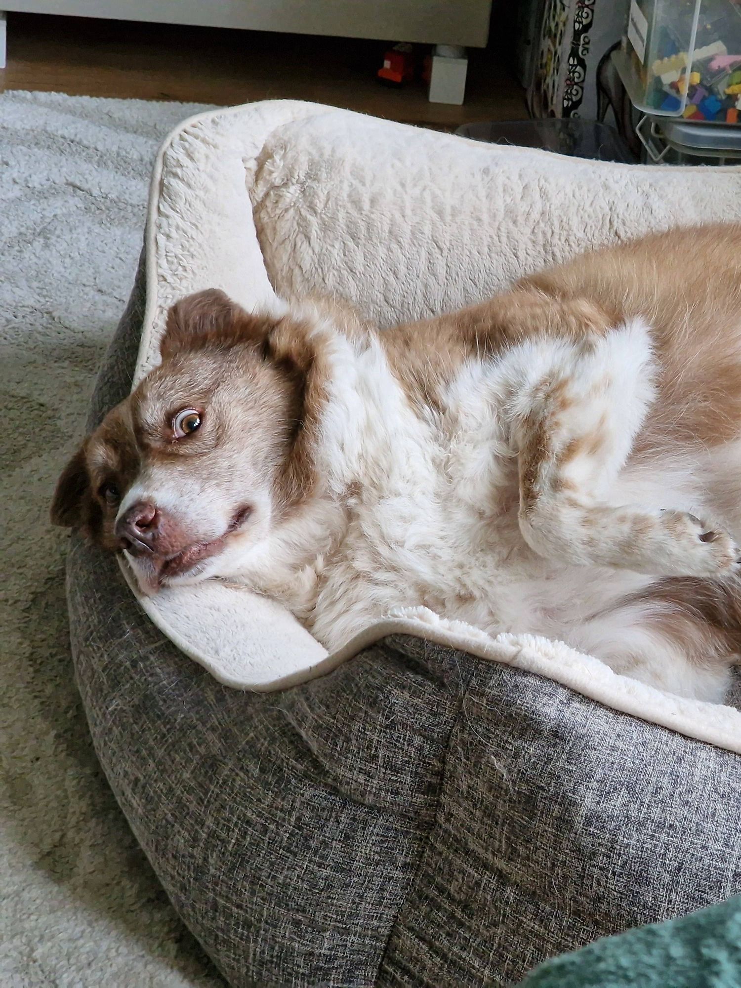 Ein Hund der erschrocken schaut während er gemütlich im Körbchen liegt.