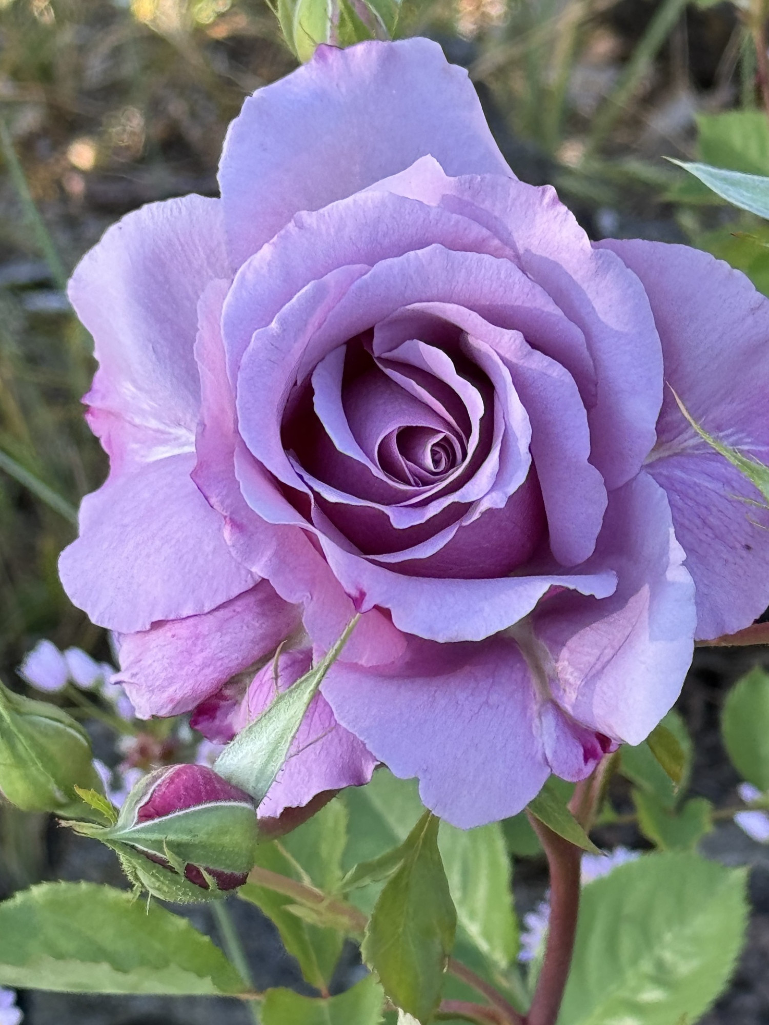 A lavender colored rose, bud, and green leaves.