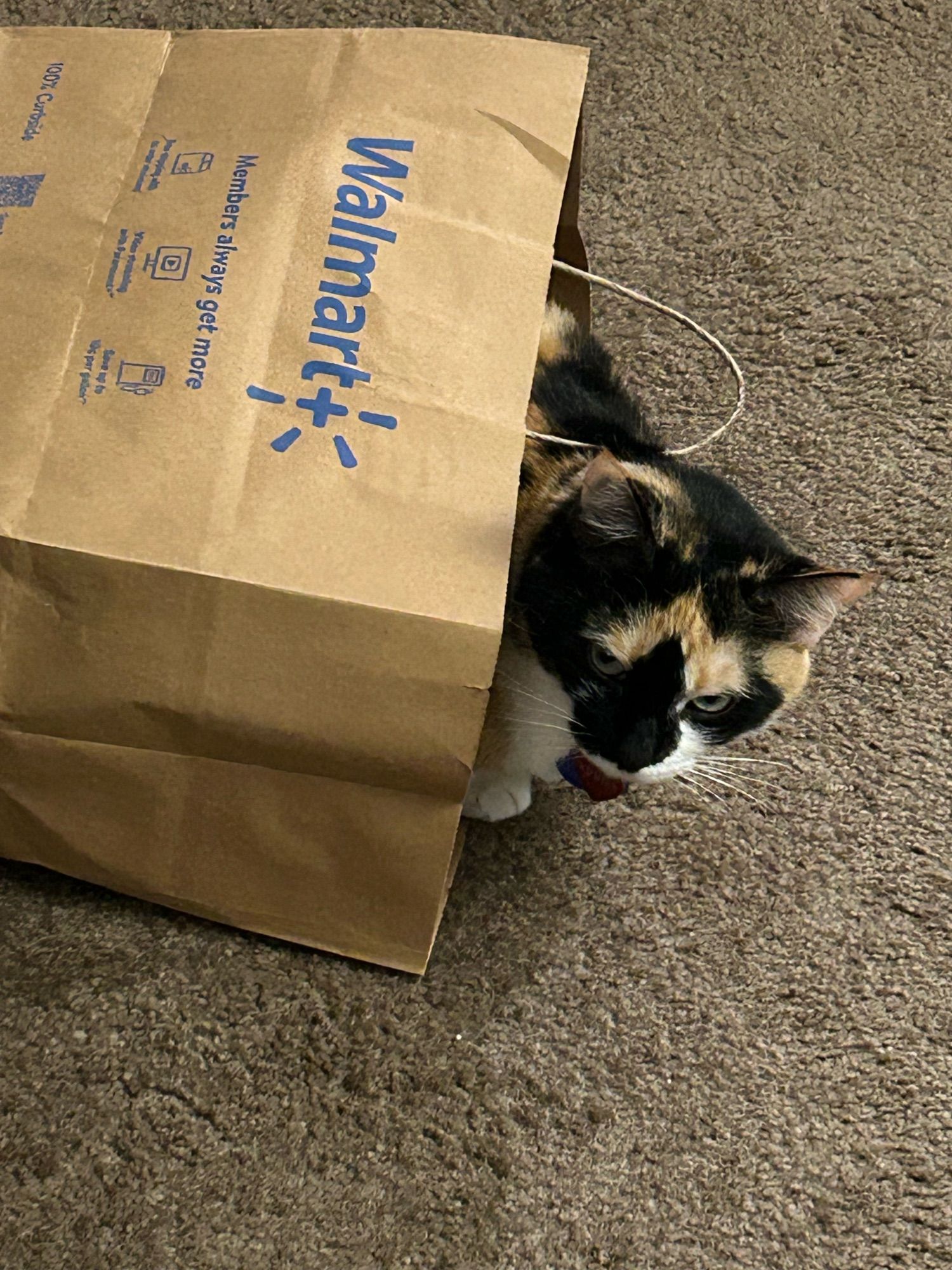 A calico cat curled up in a Walmart paper bag.

ウォルマートの紙レジ袋の中で丸まっている三毛猫。