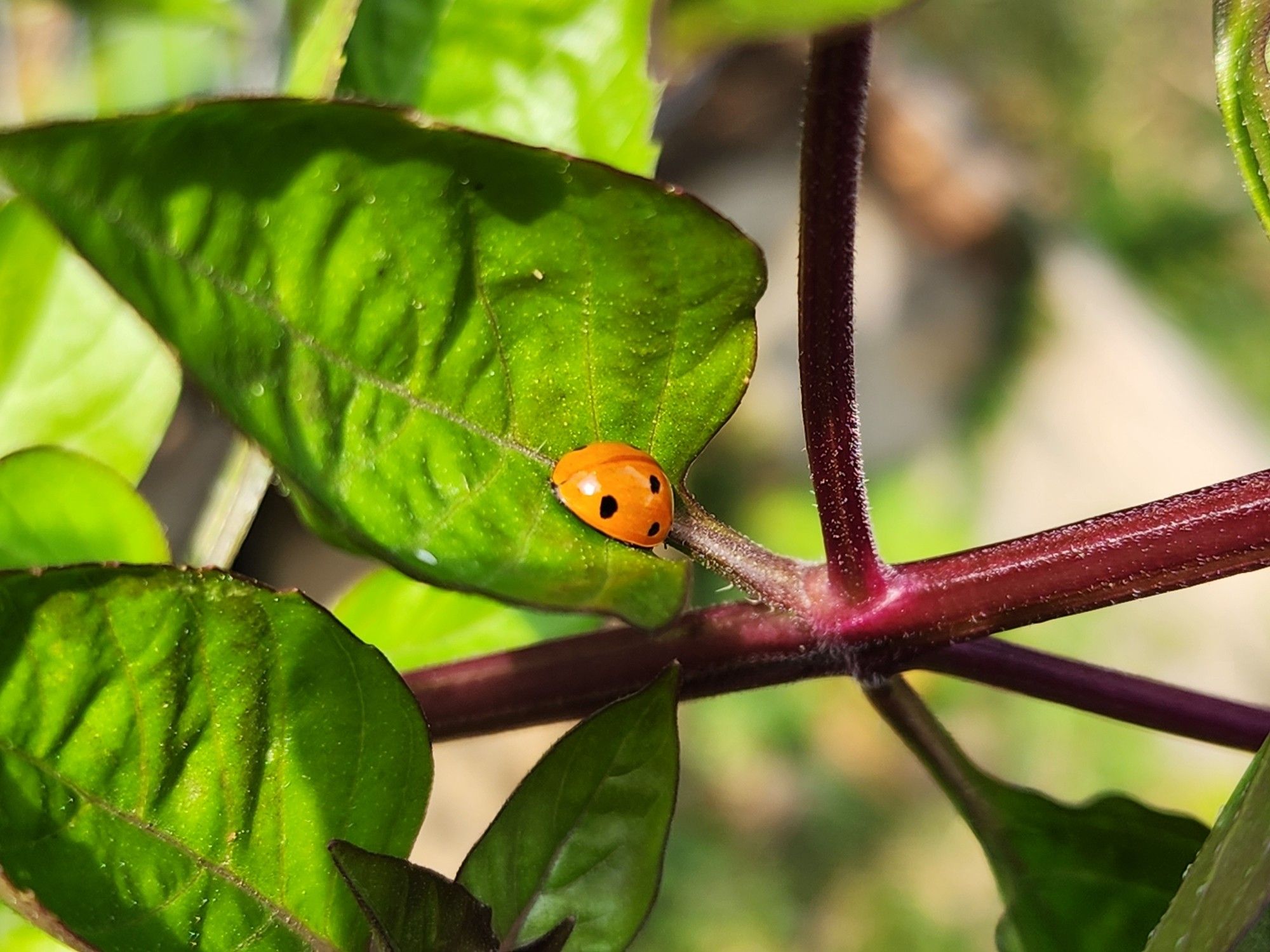 ladybug on a basil leaf.