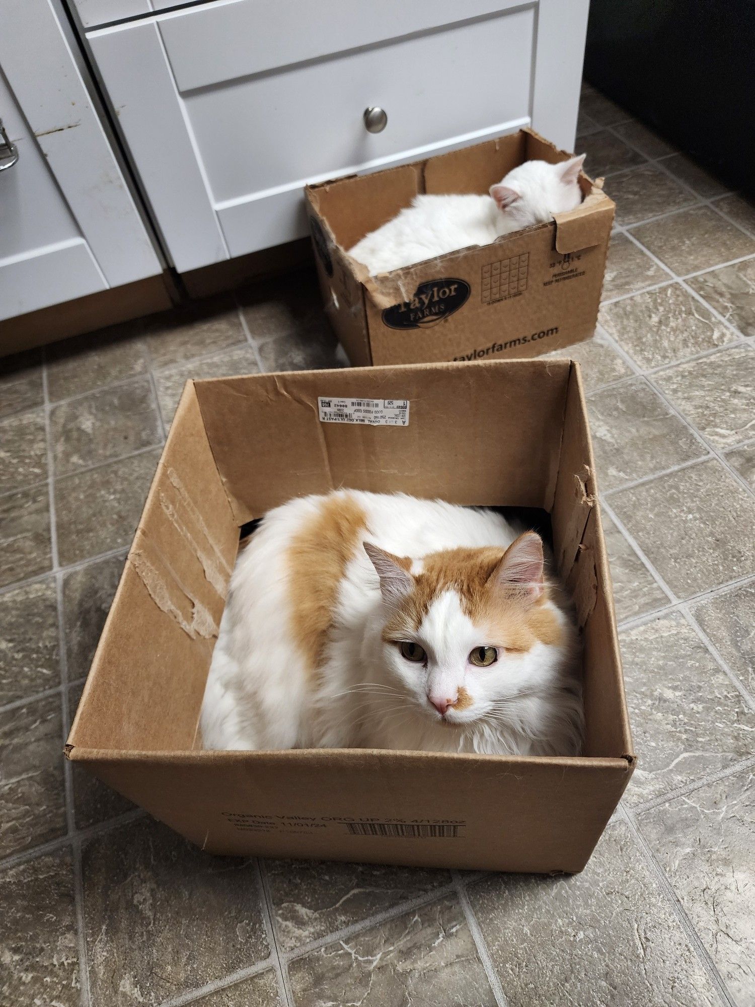 white and orange cat in cardboard box on foreground. in background, white cat in another box, putting her forehead against the side and looking down, sad.