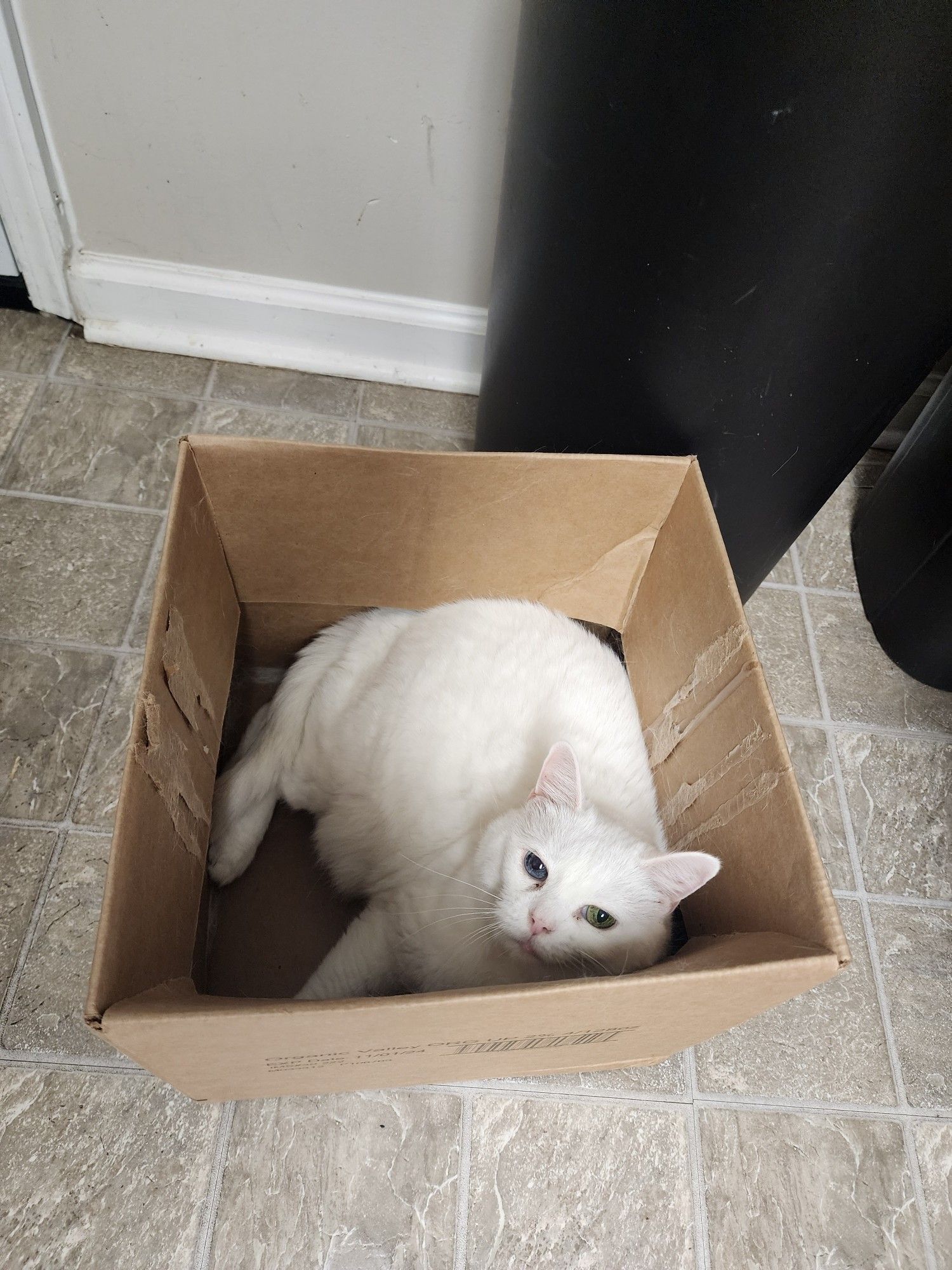 white cat with green and blue polychrome eyes in a cardboard box, looking at viewer.