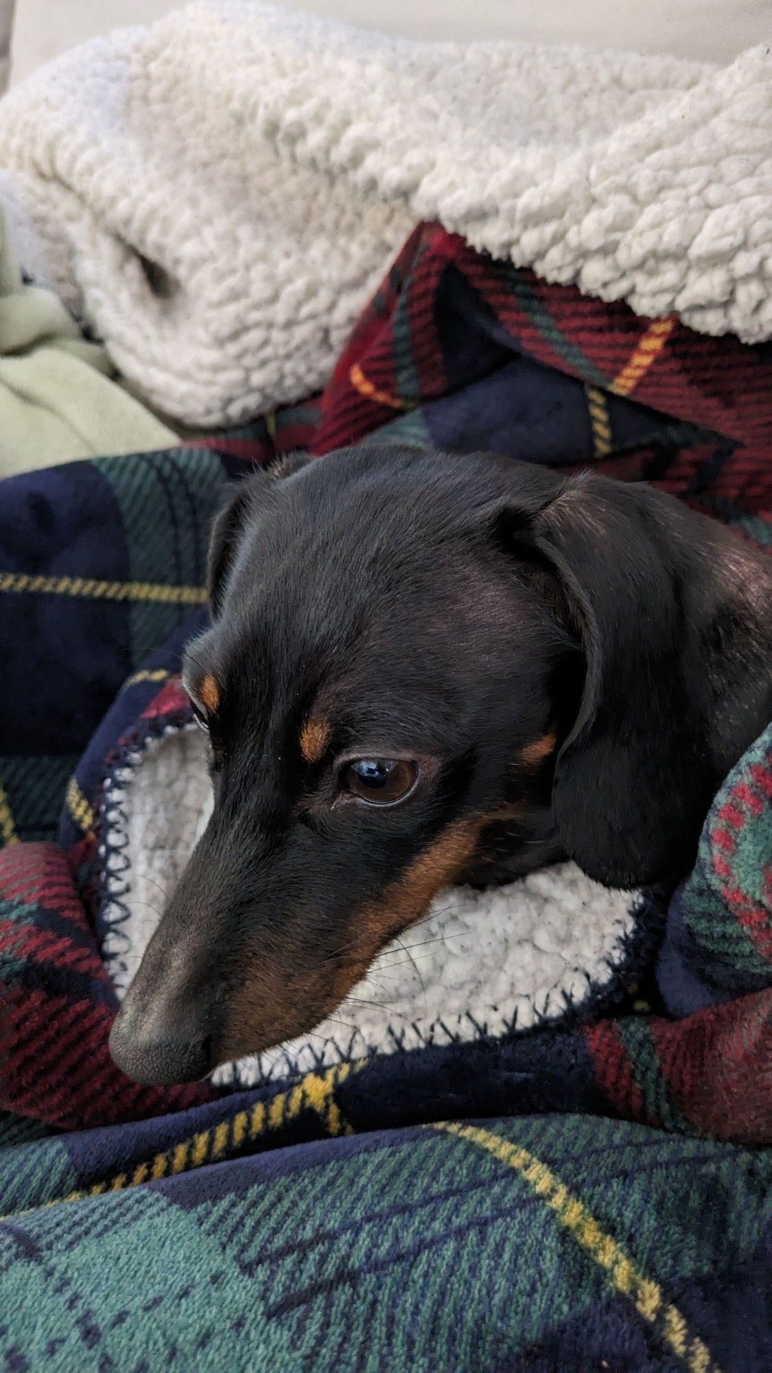 Saucisse (le chien) sous son plaid vous souhaite la bonne année