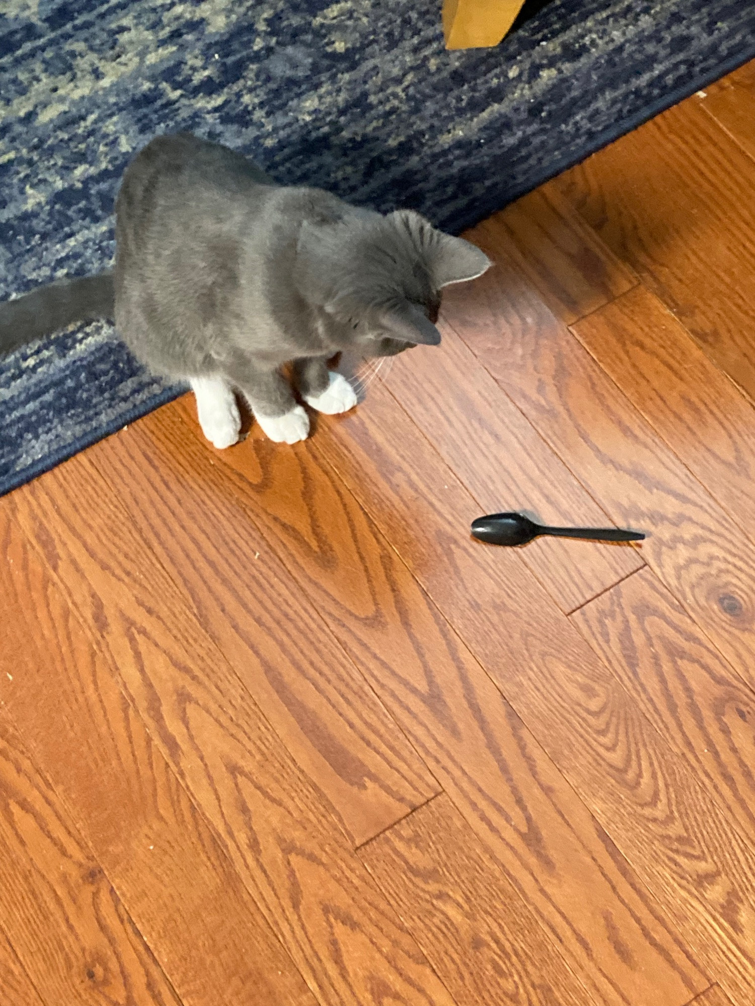 A grey and white kitten on a hardwood floor looks down at a black plastic spoon.