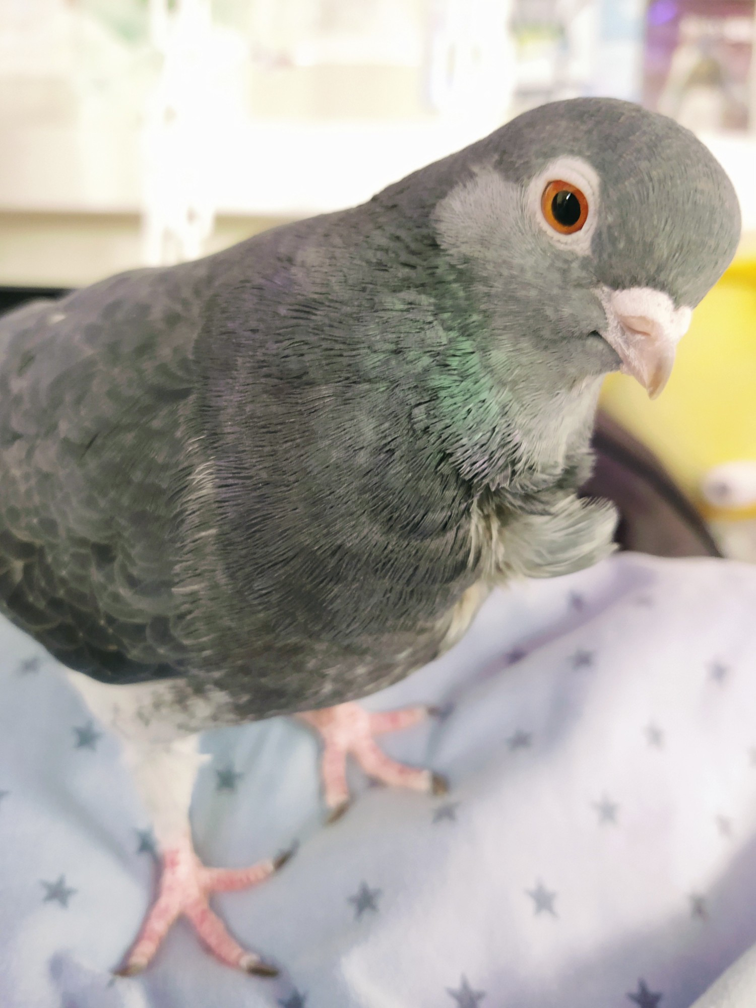 Blue/grey pet pigeon close up. She is standing on a pillow and leaning towards the camera curiously.