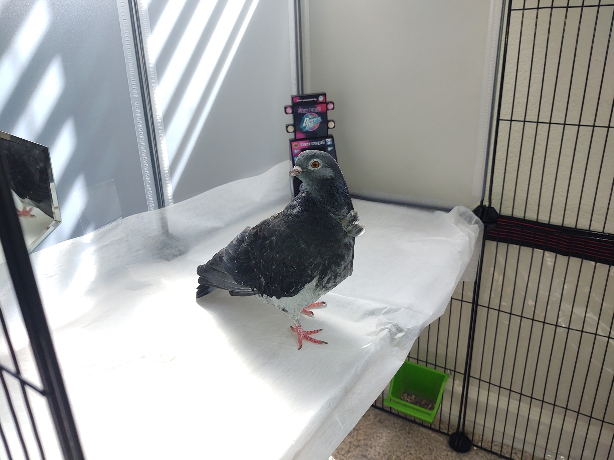 Blue/gray pet pigeon standing on a clean platform in her cage.