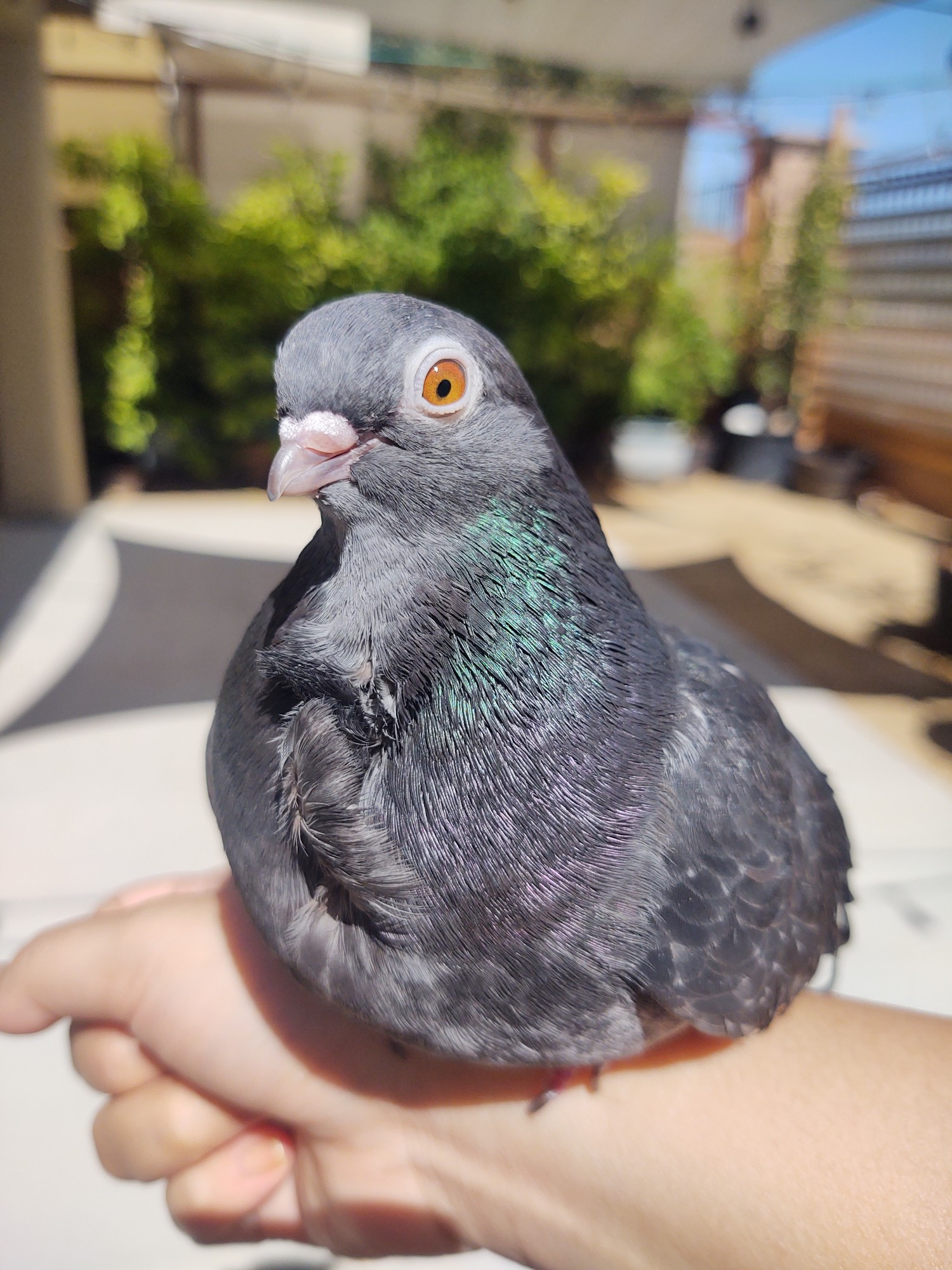 Blue/grey pet pigeon with orange eyes perched on my arm while we're in my backyard. The bright, sunny day makes the iridescence on her feathers pop out.