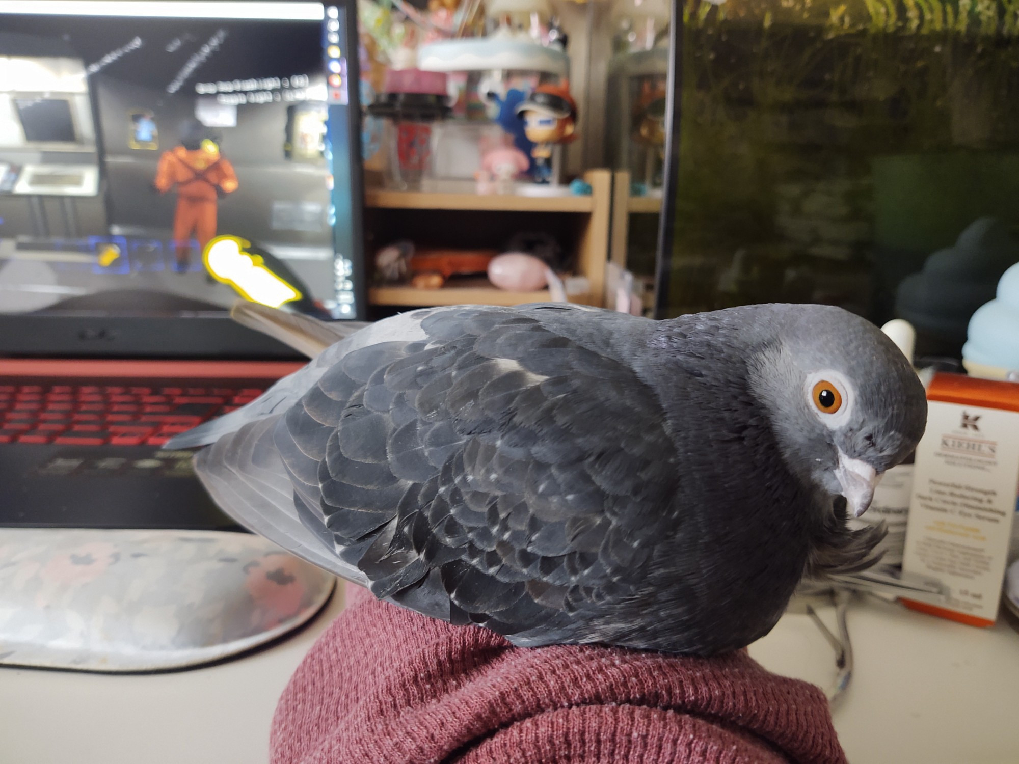 Blue/grey pet pigeon is loafing on my sleeved arm while I'm on my laptop. She is interrupting my game of Lethal Company by making herself cozy!