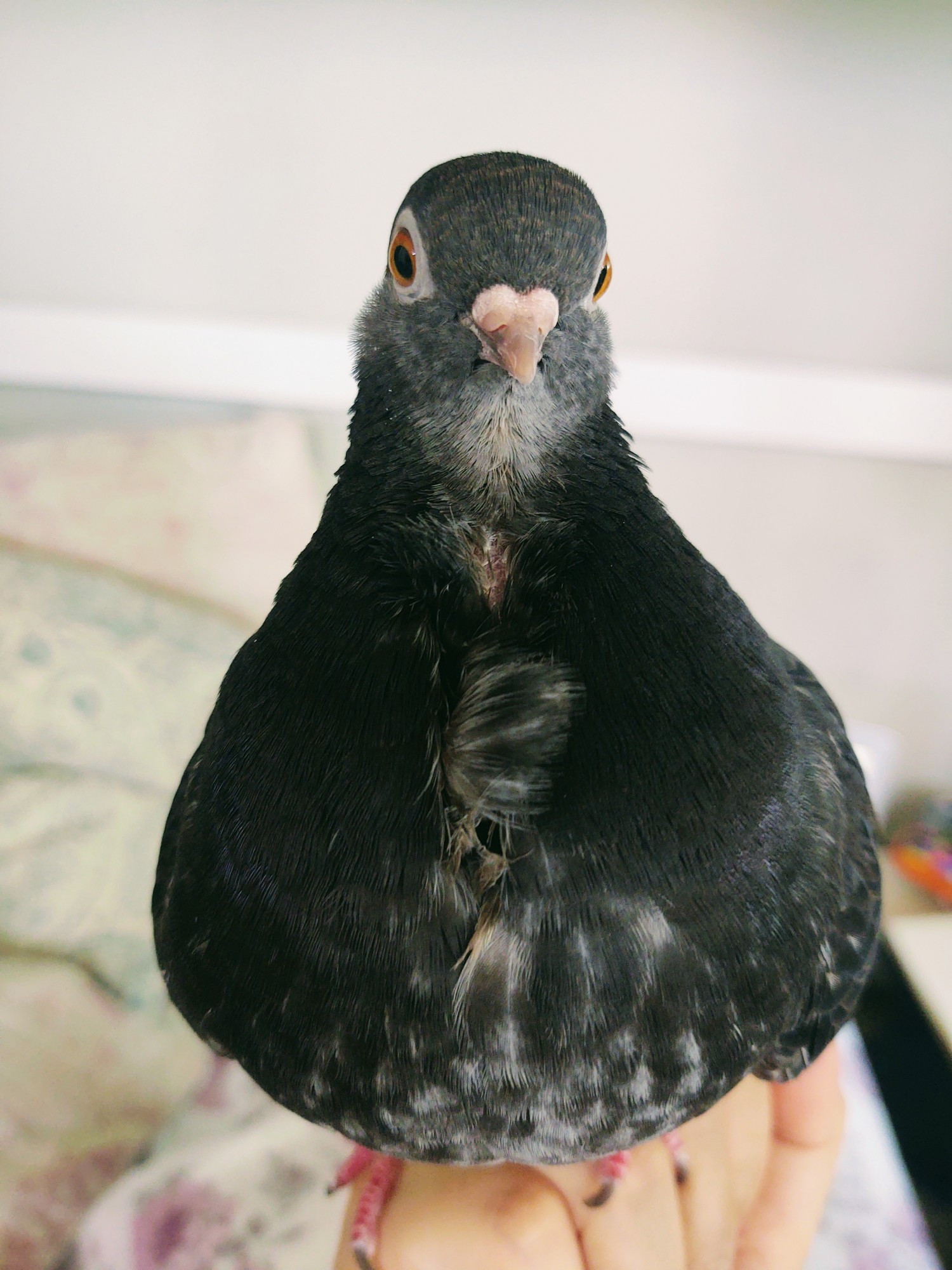 Blue/gray pet pigeon sitting on my hand looking very pear shaped.