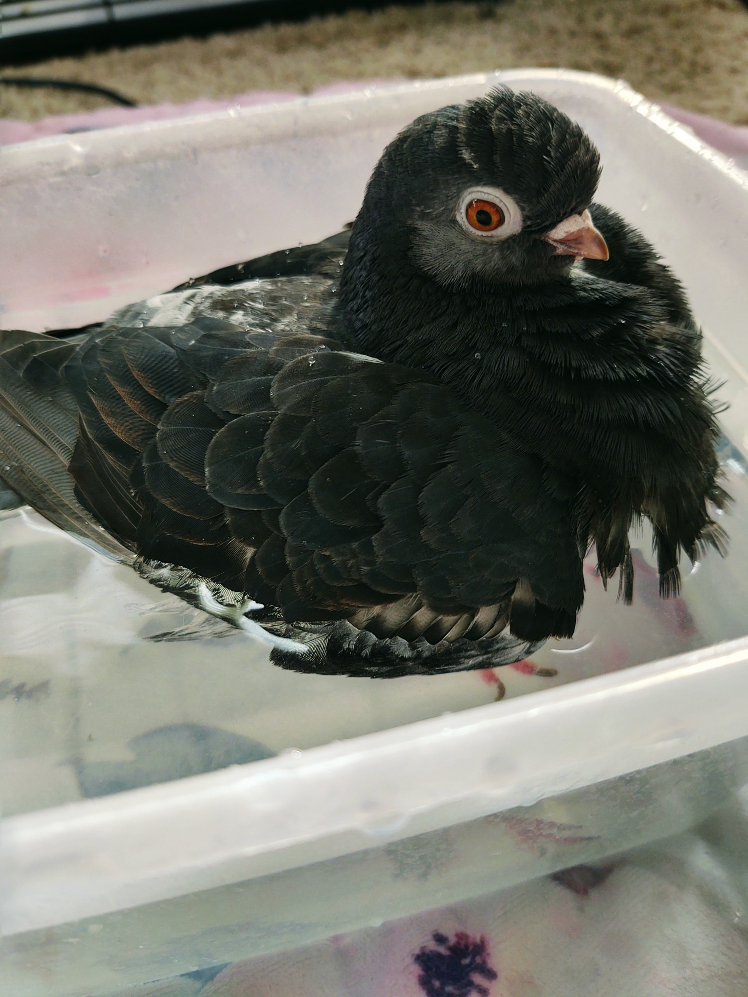 Blue/gray pet pigeon bathing in a plastic container filled with water.