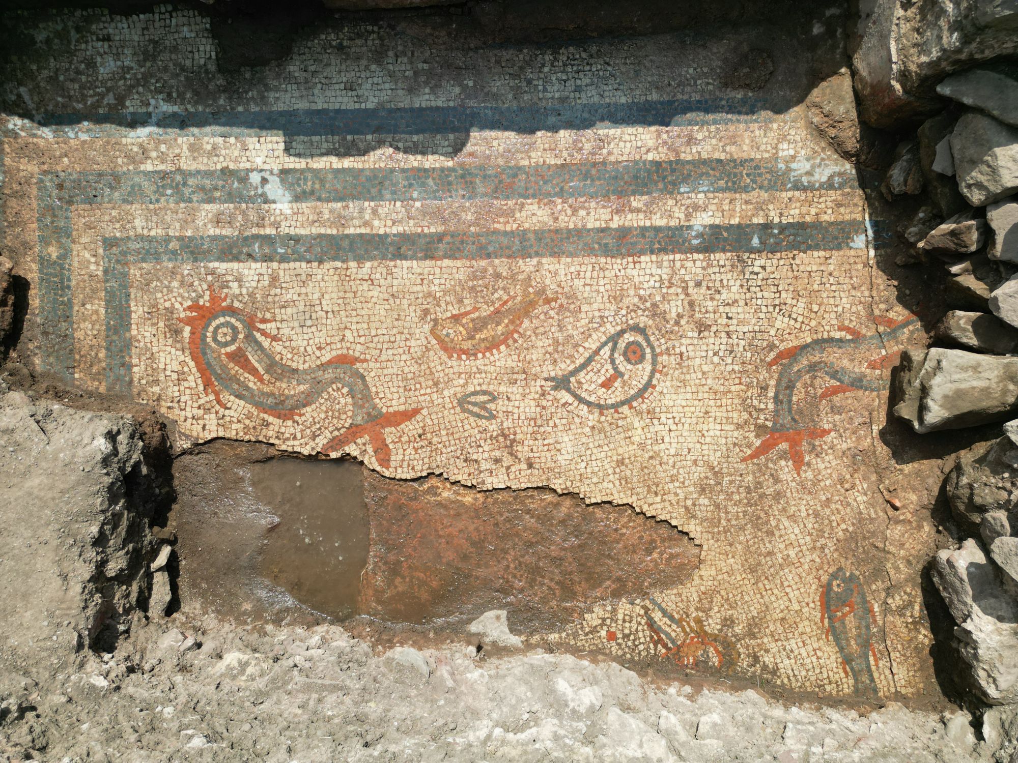 A view from above of a large but incompletely uncovered Roman mosaic. Most of the mosaic tiles or tesserae are white but there are two thick grey lines bordering the mosaic and and seven stylised sea creature depicted within. Aquatic mosaic (photo by Paul Belford / Heritage Innovation)