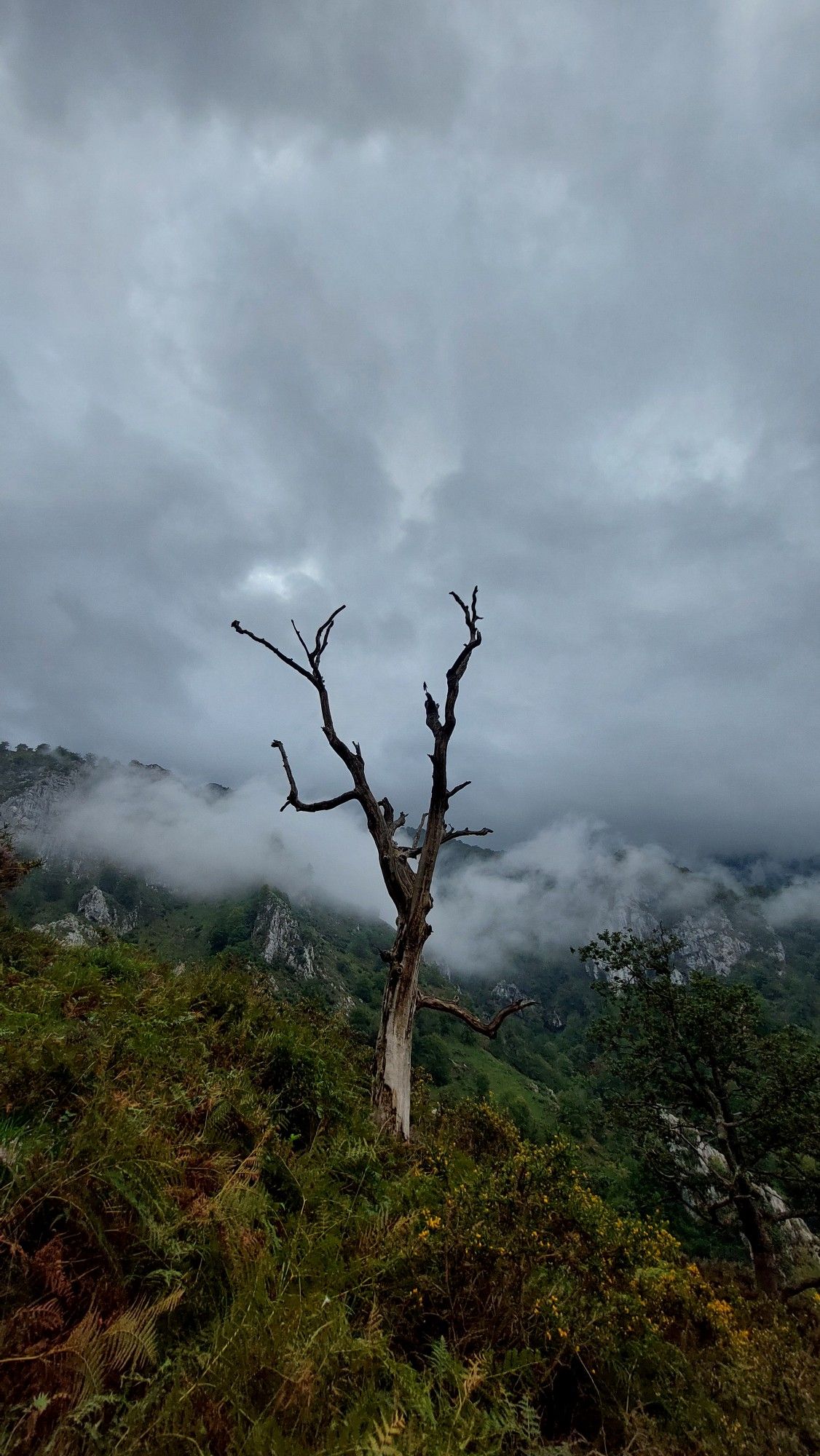 Árbol seco en la montaña, rodeado de maleza, con un cielo desafiante de lluvia