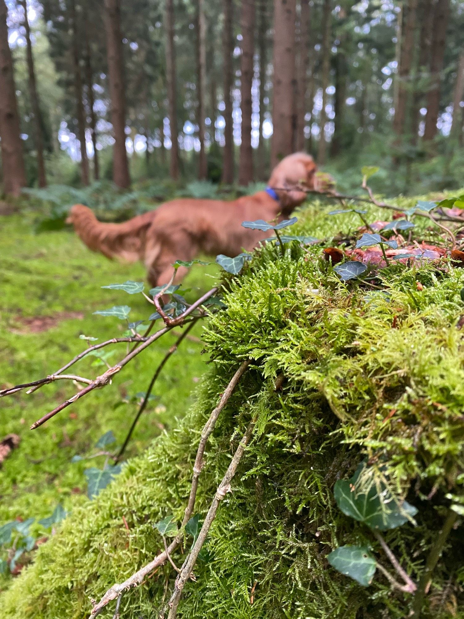 Mossy tree stump with spaniel dog in background