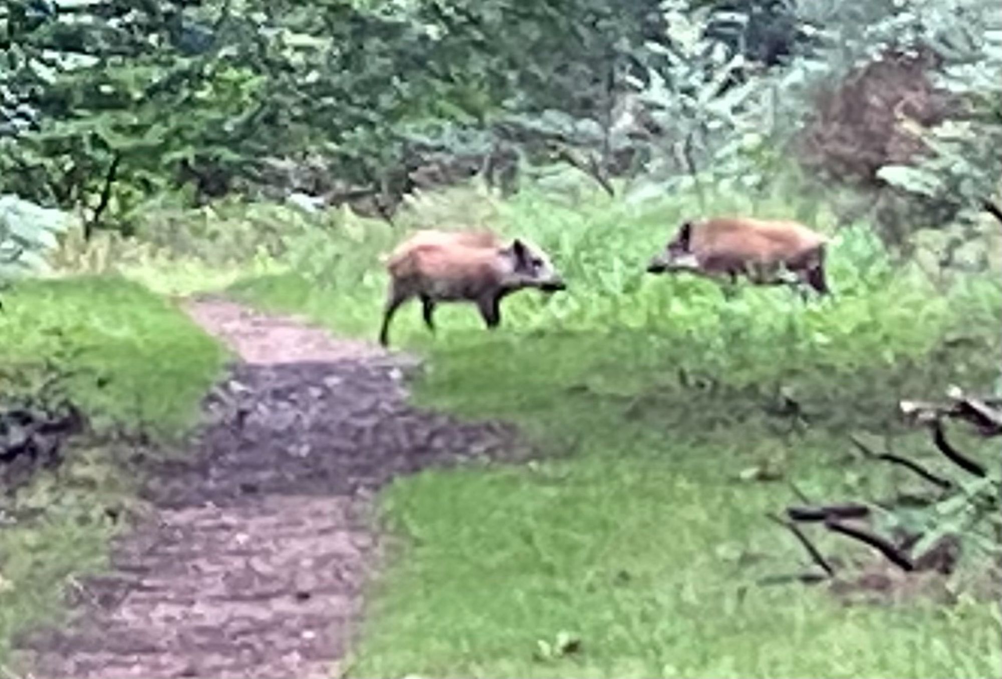 Two young boar on forest path