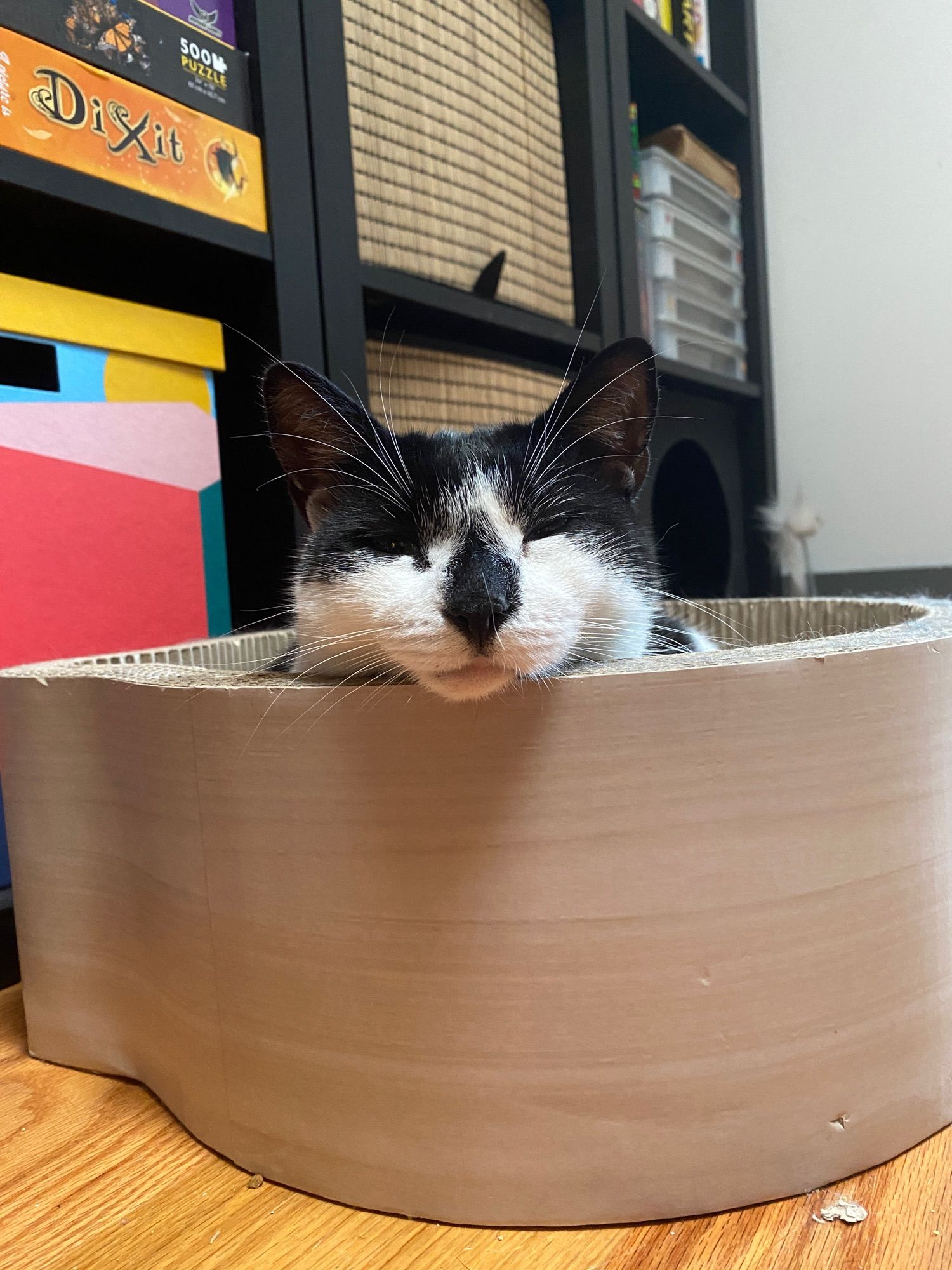 a sweet little cat with a round face and black nose
spot is very sleepy.