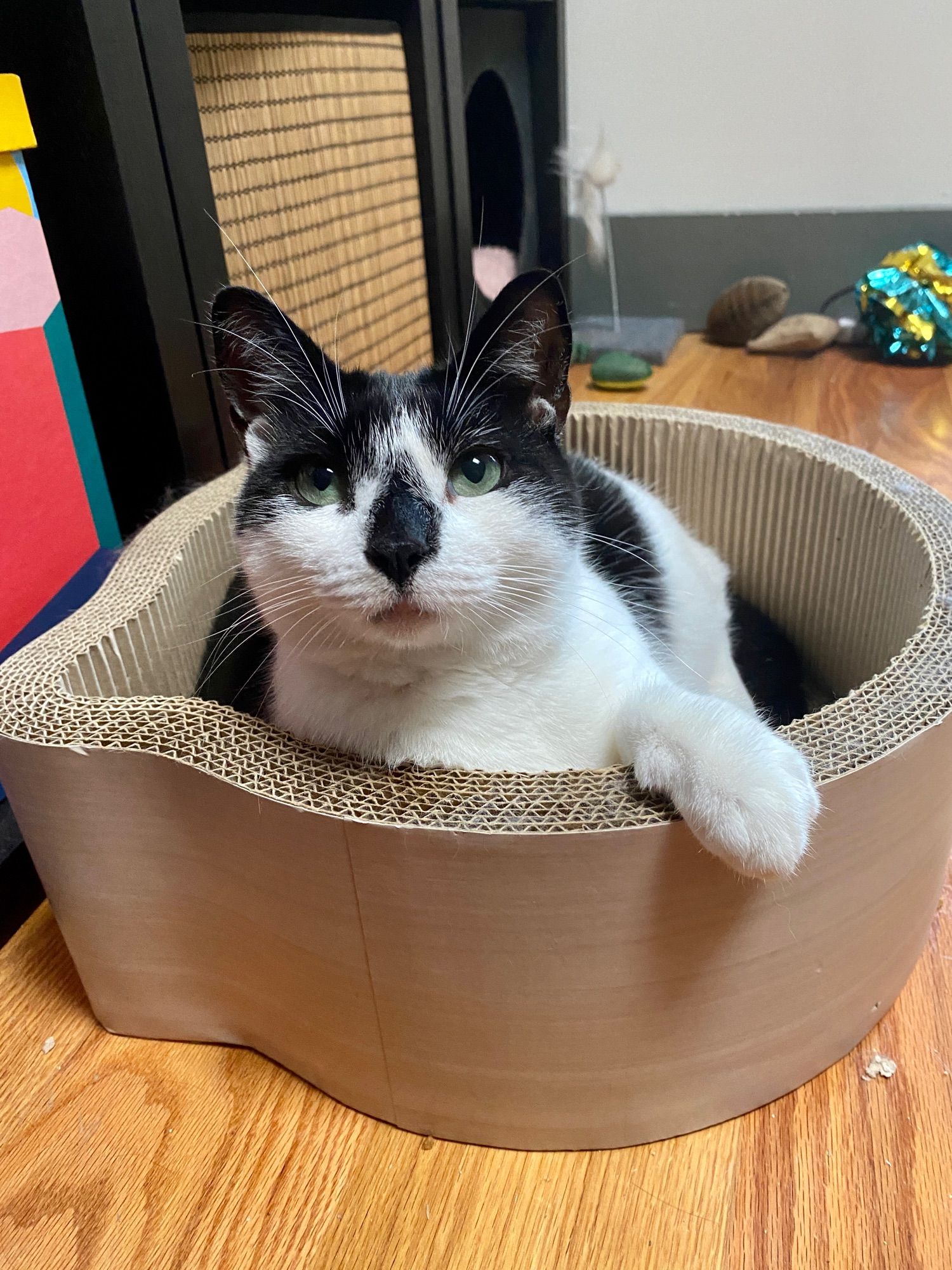 a sweet little cat with a round face and black nose spot looks alert after hearing that it’s dinner time.