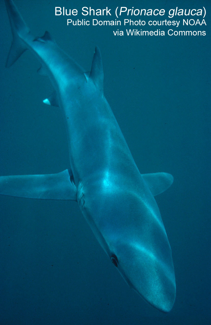 Blue shark 