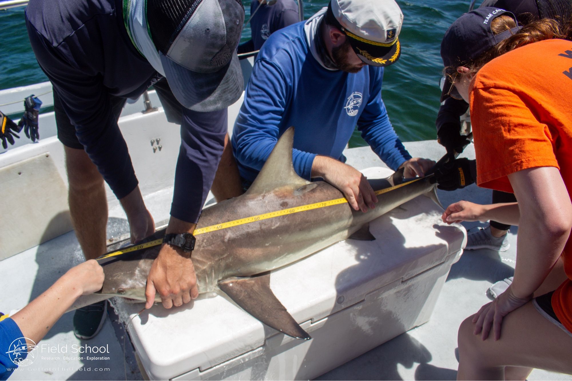 Blacktip shark being secured for a research workup