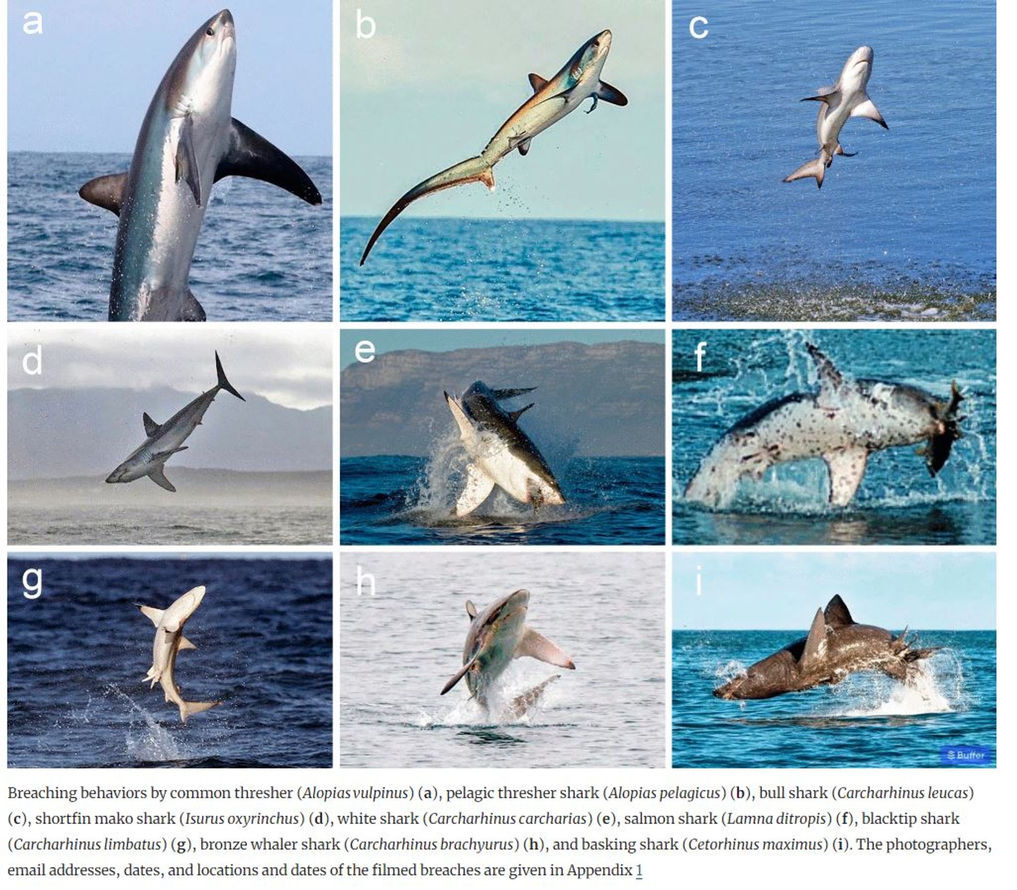 Figure from the paper demonstrating different sharks jumping out of the water