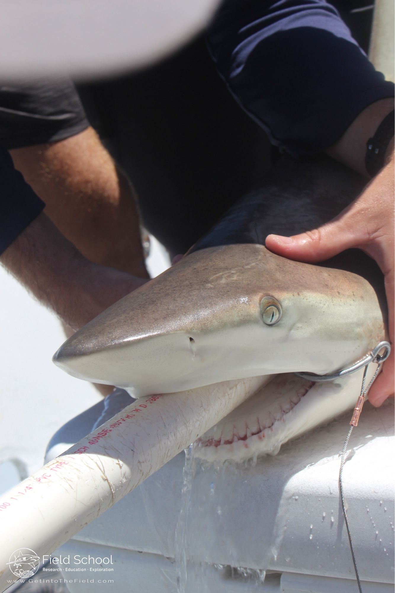 Blacktip shark being secured for a research workup