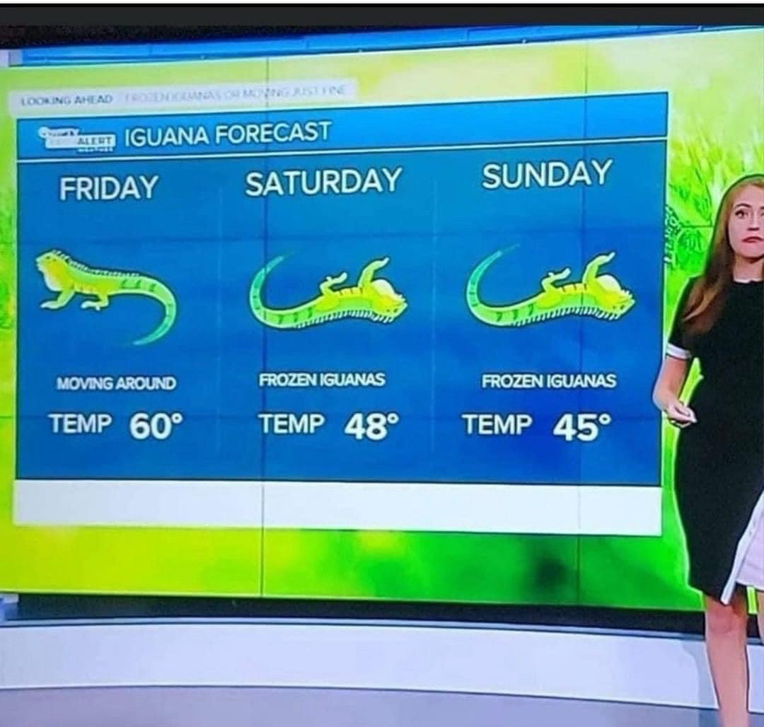 A weather forecast indicating falling iguanas