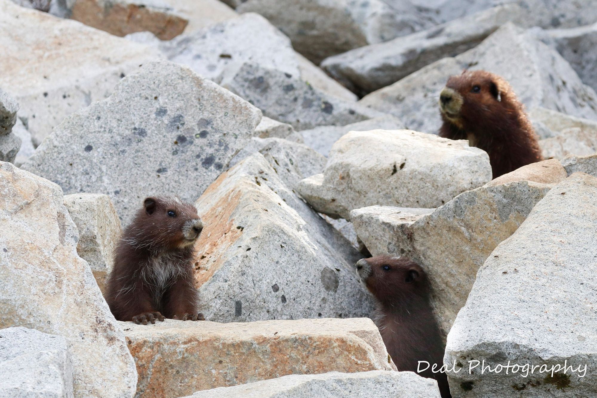 A pair of Vancouver Island Marmot pups and their Mom in rocks.