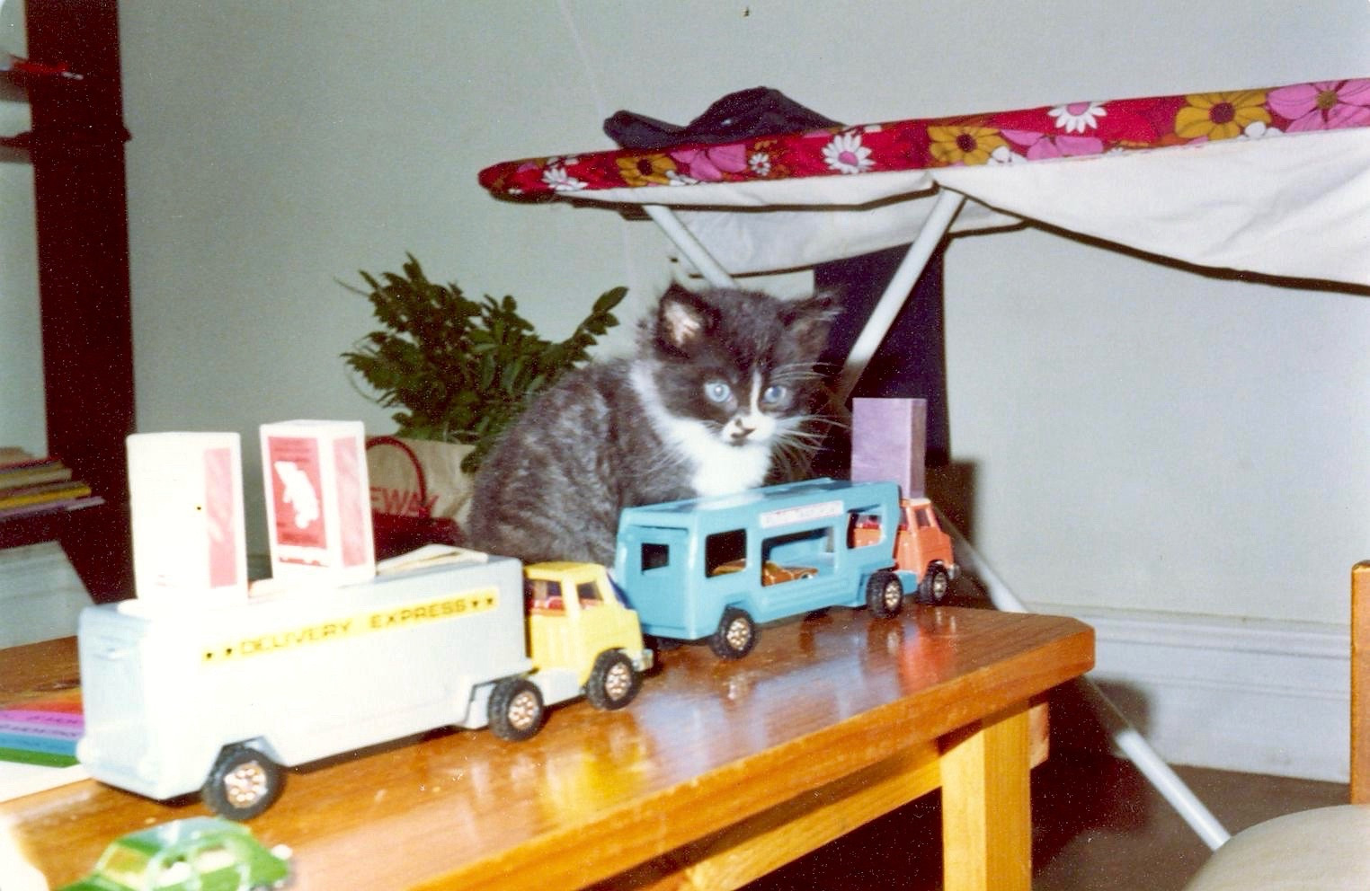 Black and white tuxedo kitten with bright blue eyes and a black speckled nose in a 1970s lounge room surrounded by toys.