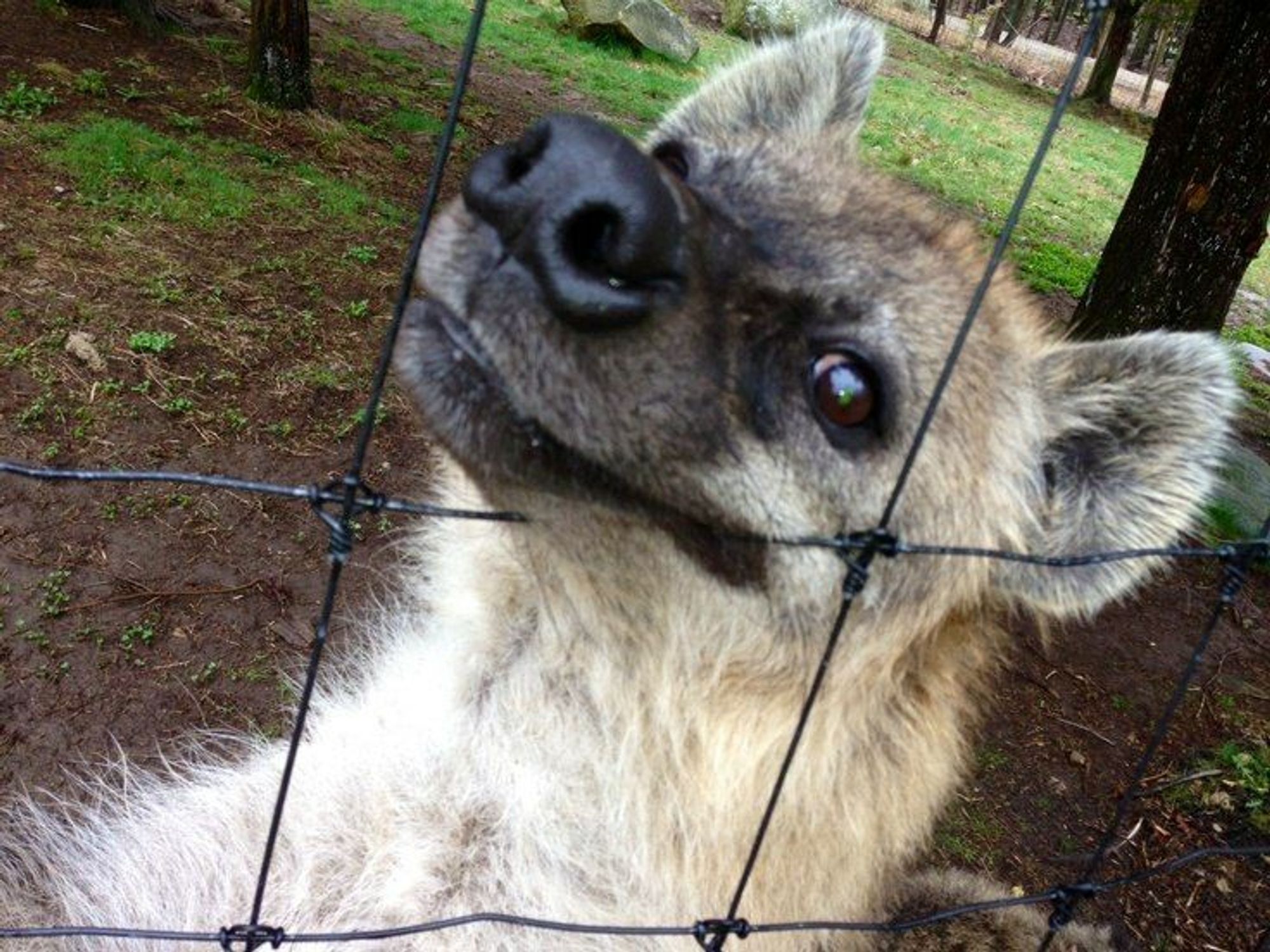 Image of Yeens