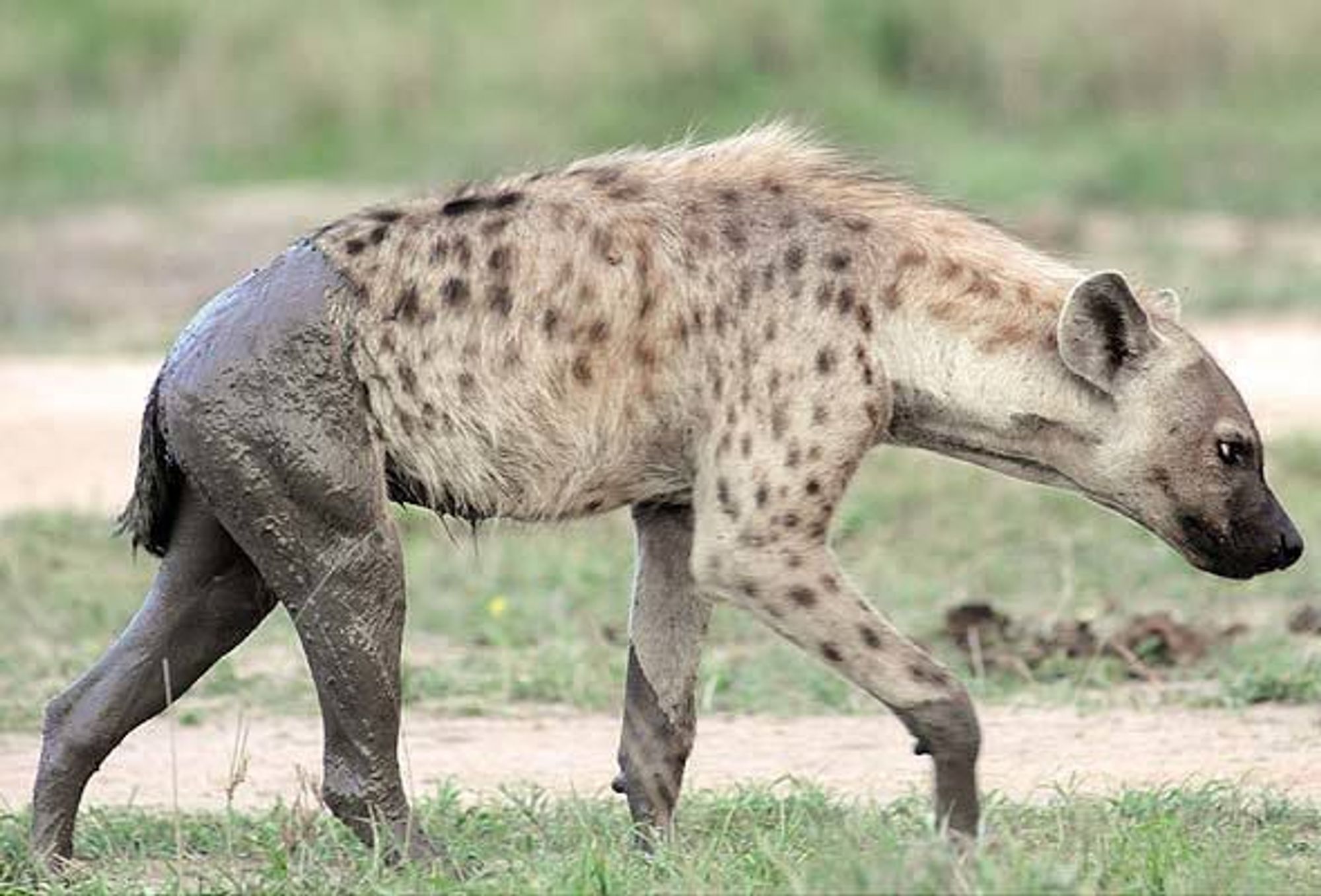 Image of Yeens