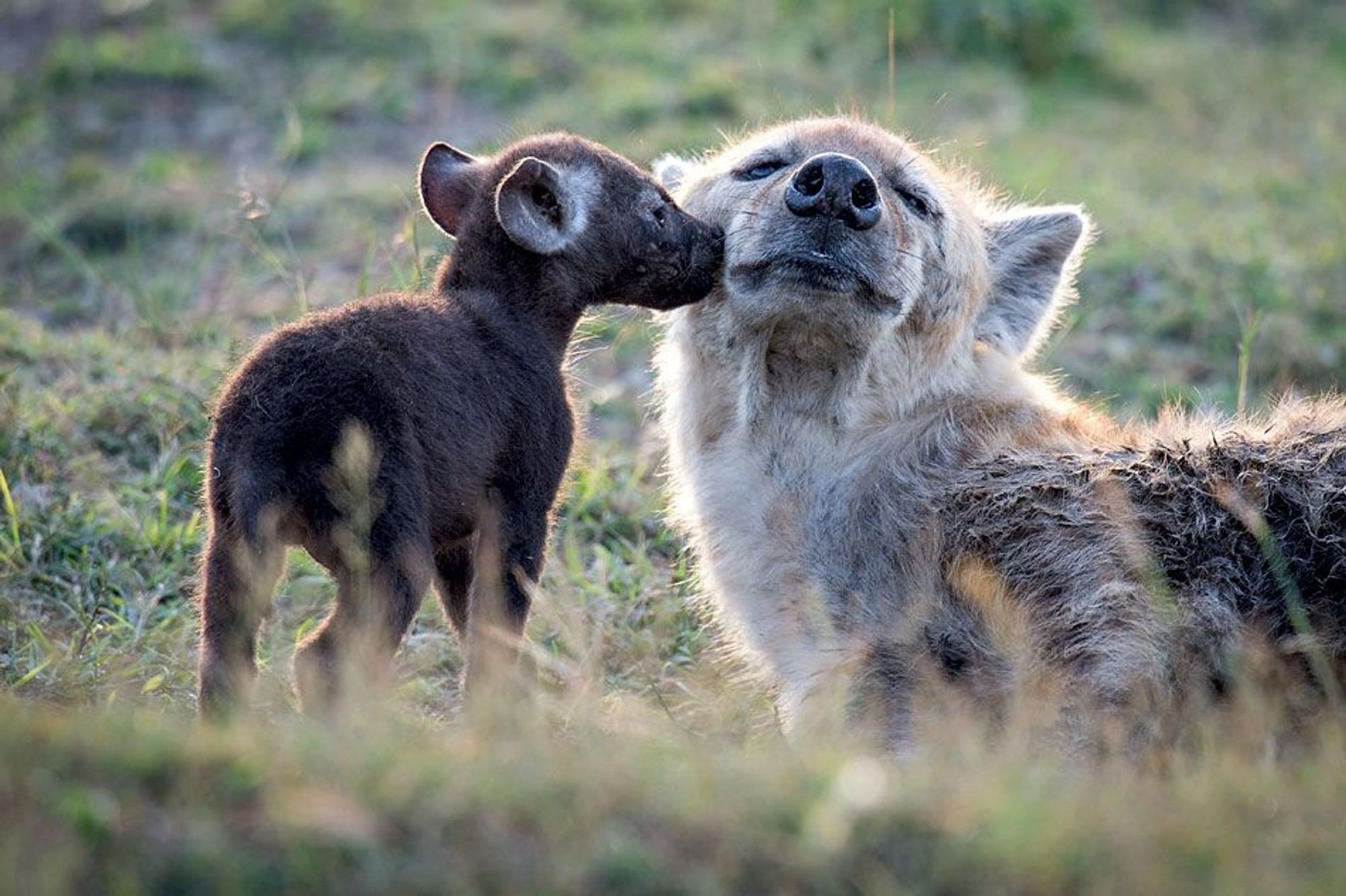 Image of Yeens