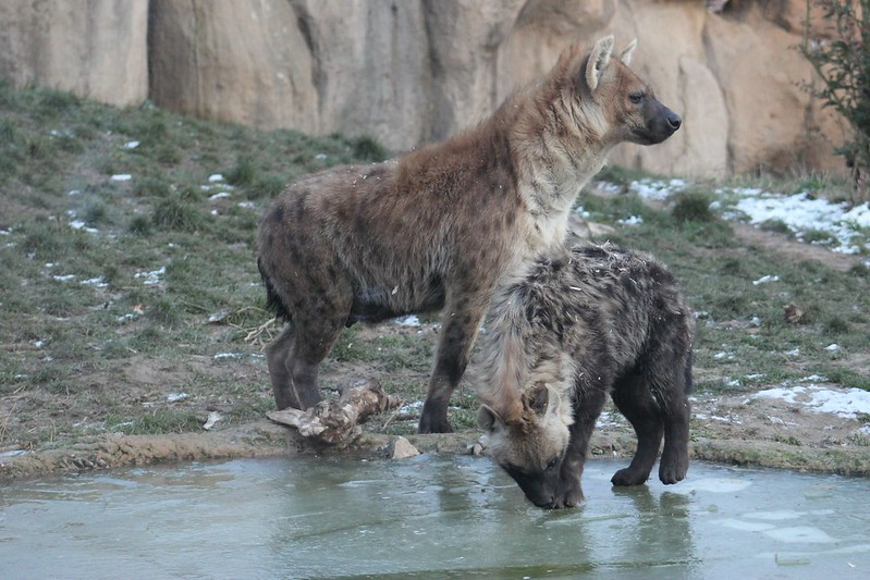 Image of Yeens