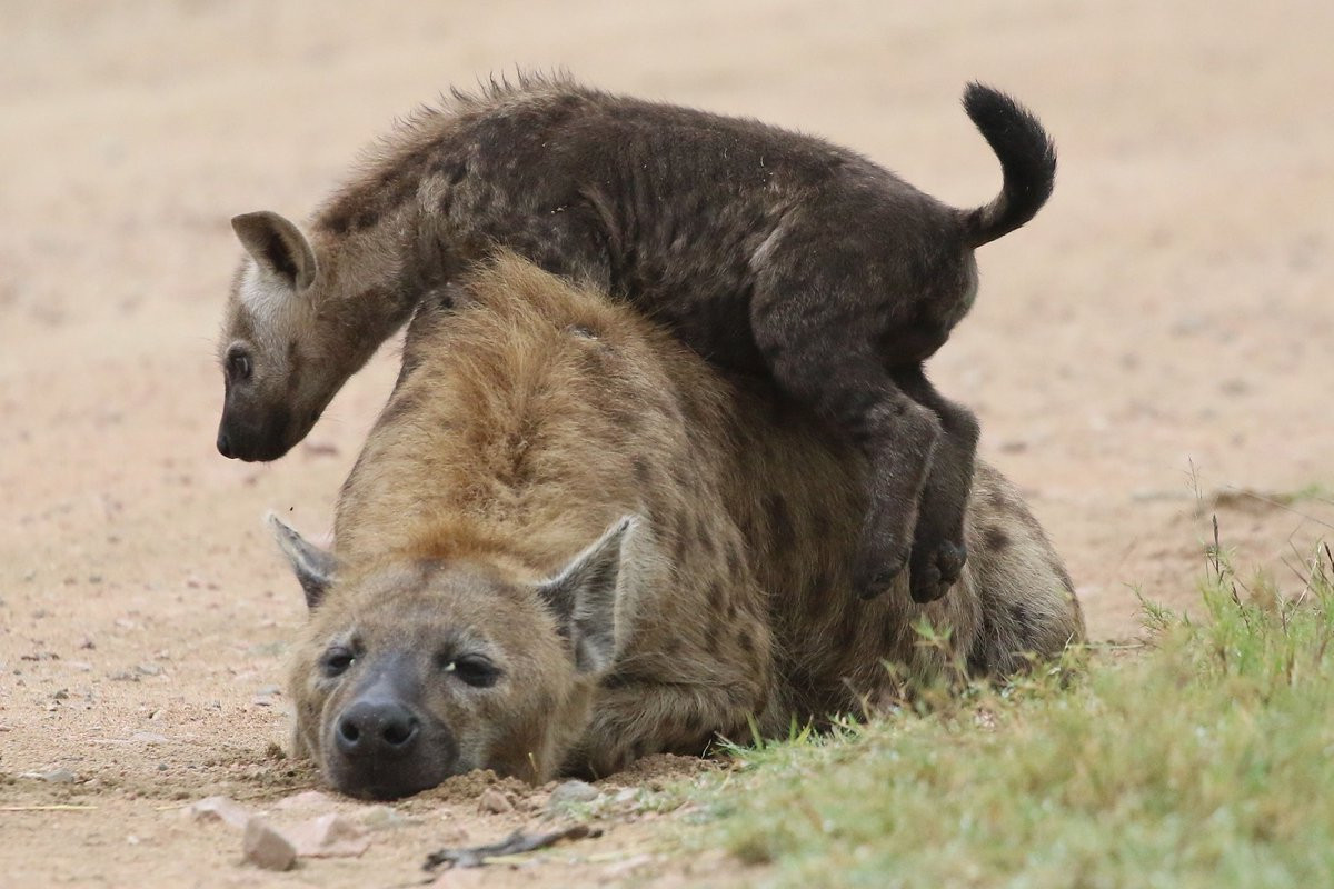 Image of Yeens