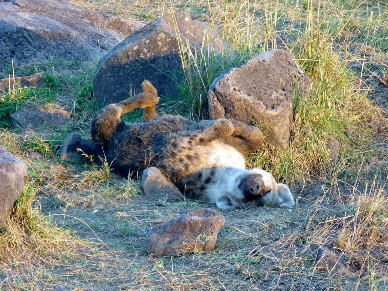 Image of Yeens