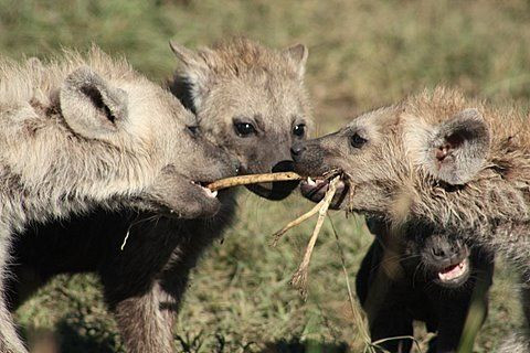 Image of Yeens