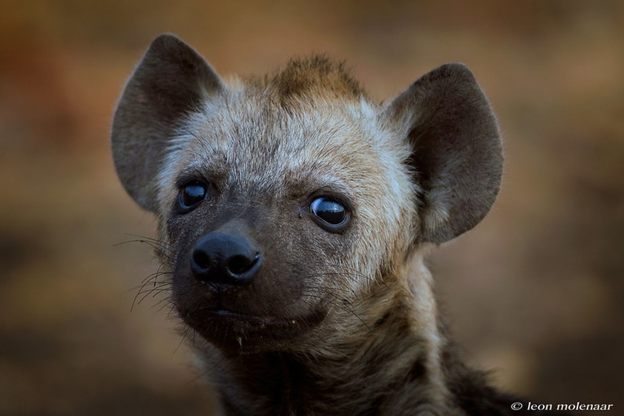 Image of Yeens